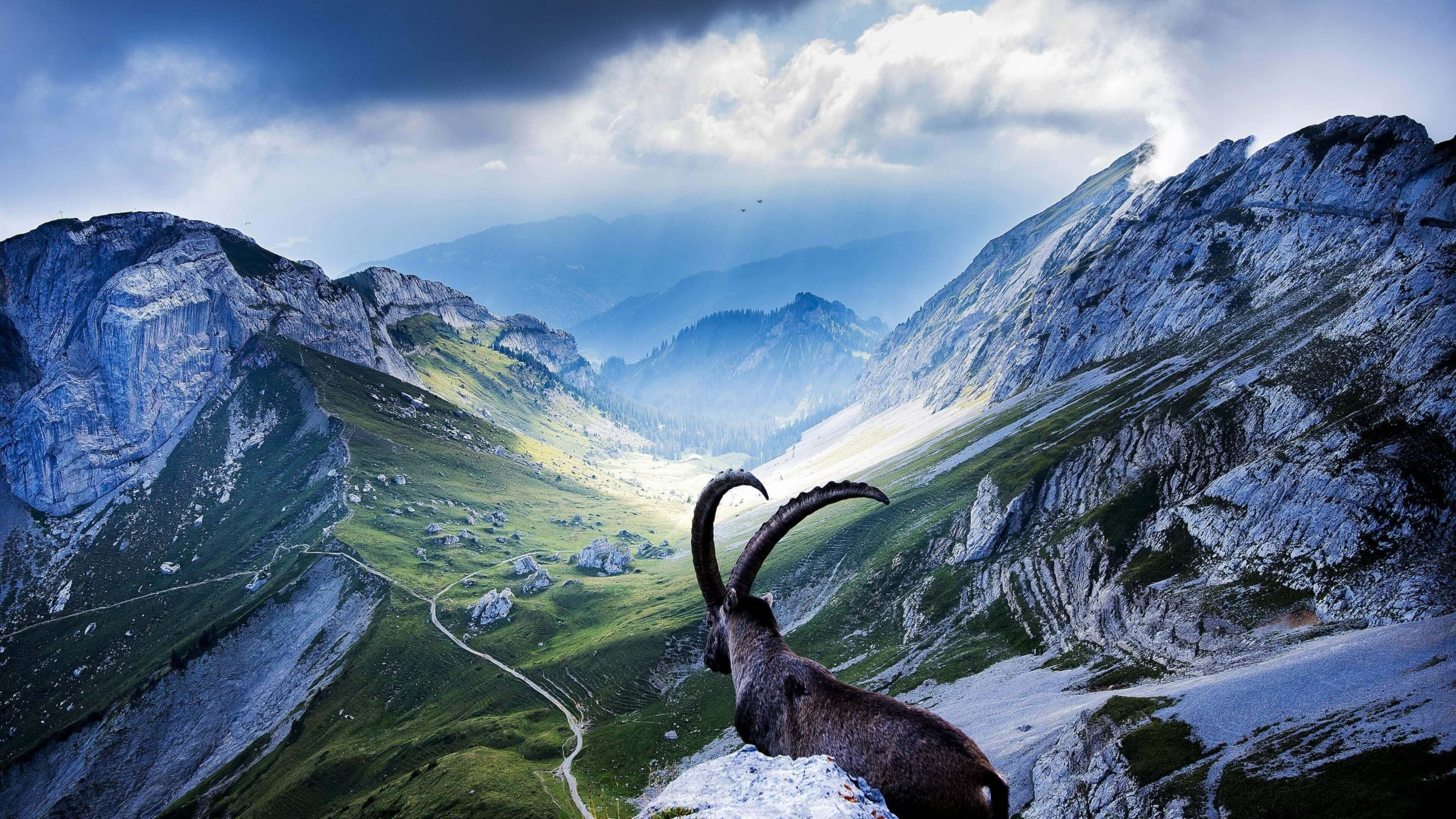 goat at pilatus swiss beauty captivating scene breathtaking view hd desktop