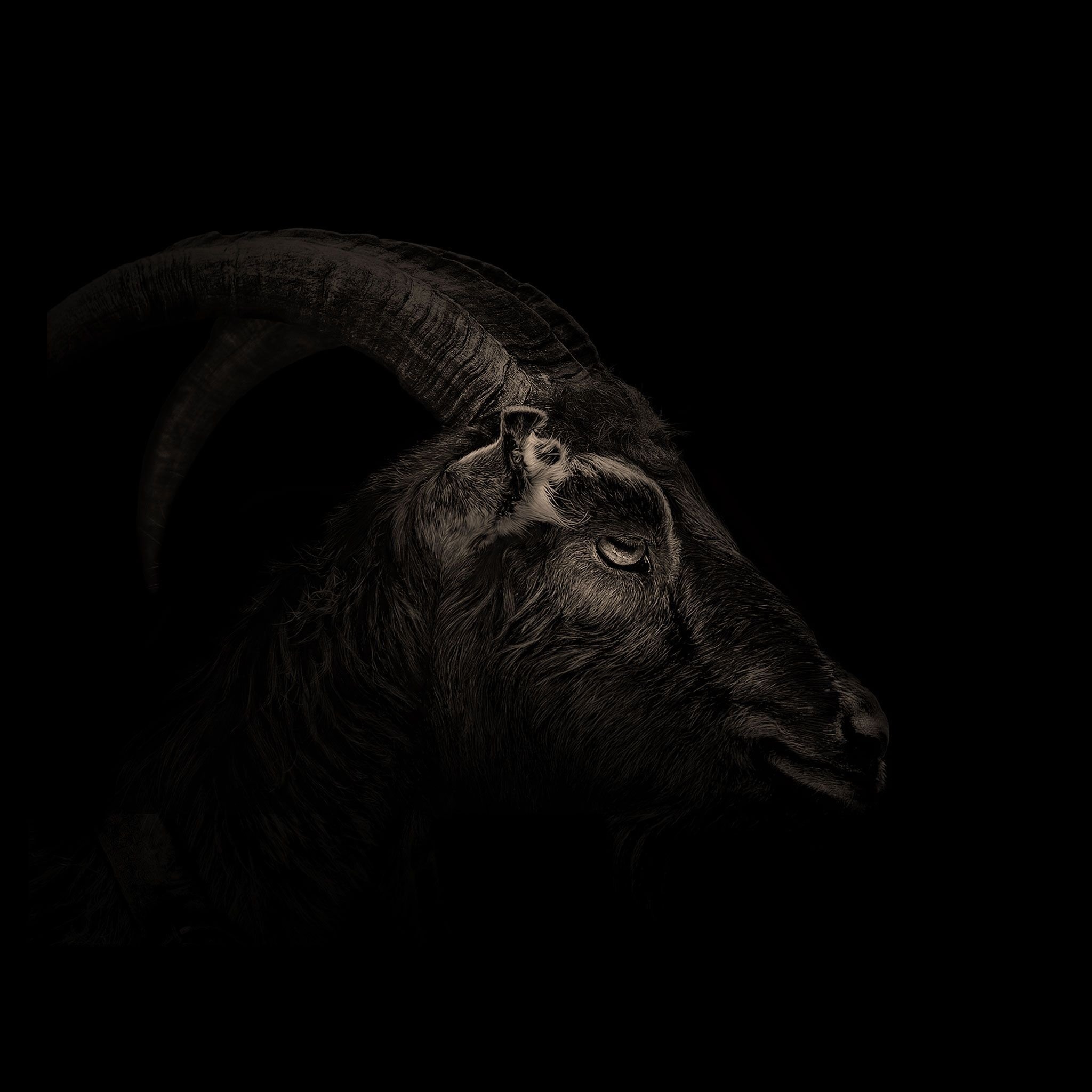 goat art captivating visuals artistic brilliance creative expression hd phone