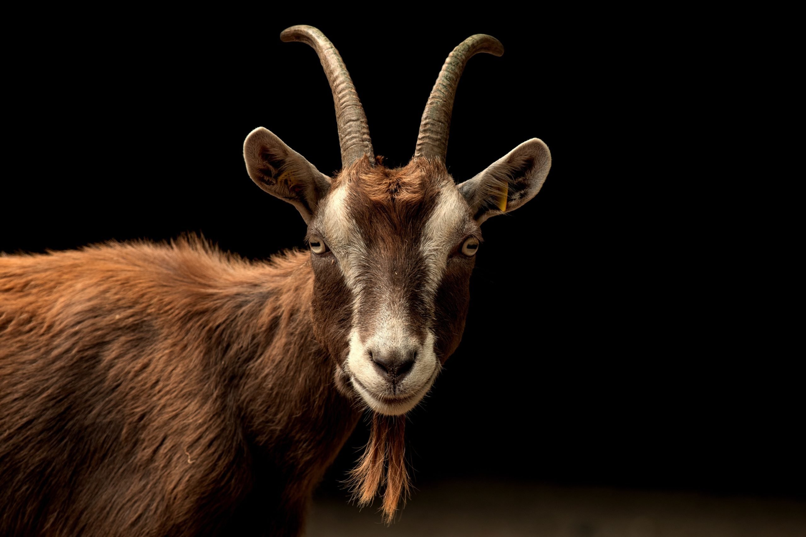 the thuringian goats wallpaper hd desktop