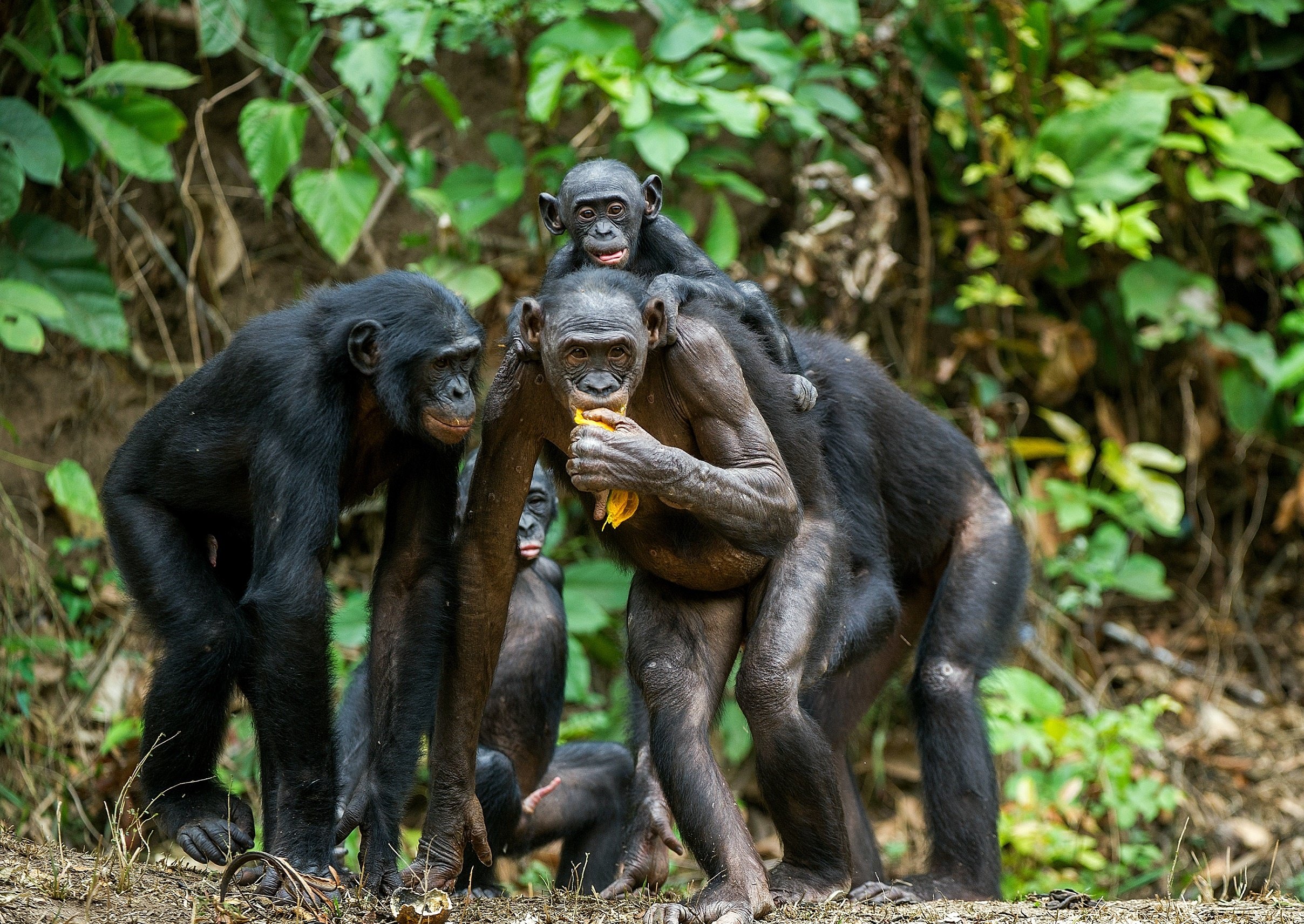 bonobo ancient primate disease rediscovered lepra in chimpanzees unveiling primate secrets hd desktop