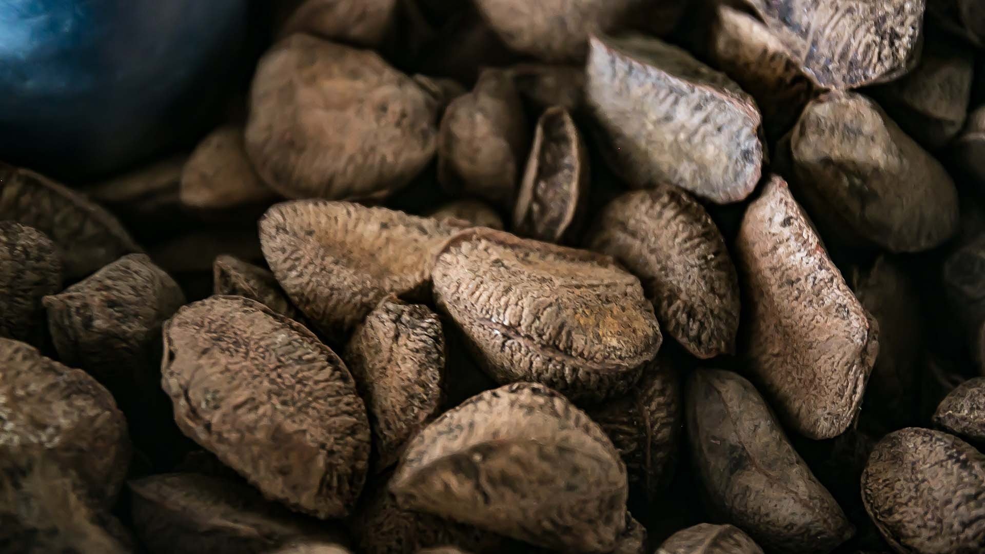 sustainable nut harvesting brazilian amazon's bounty nature's gift ethical sourcing full hd desktop