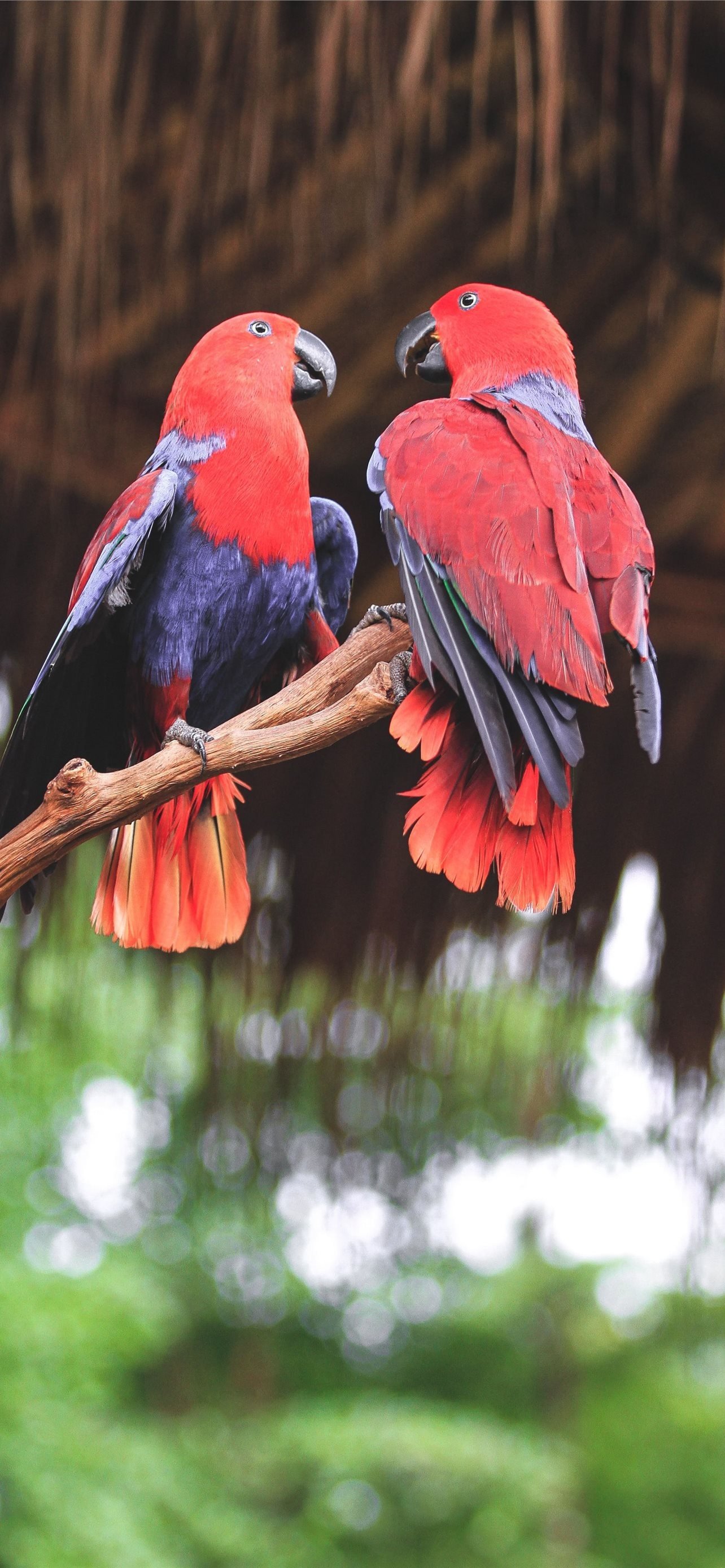 best lovebirds iphone hd vibrant display avian elegance hd phone