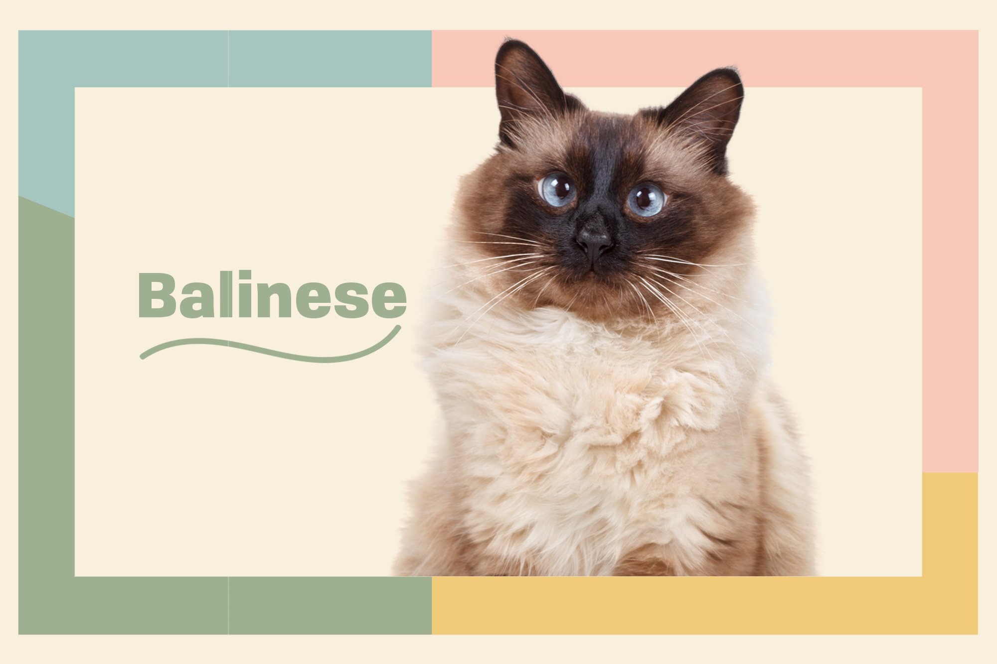 balinese cat long-haired siamese breed characteristics daily paws hd desktop