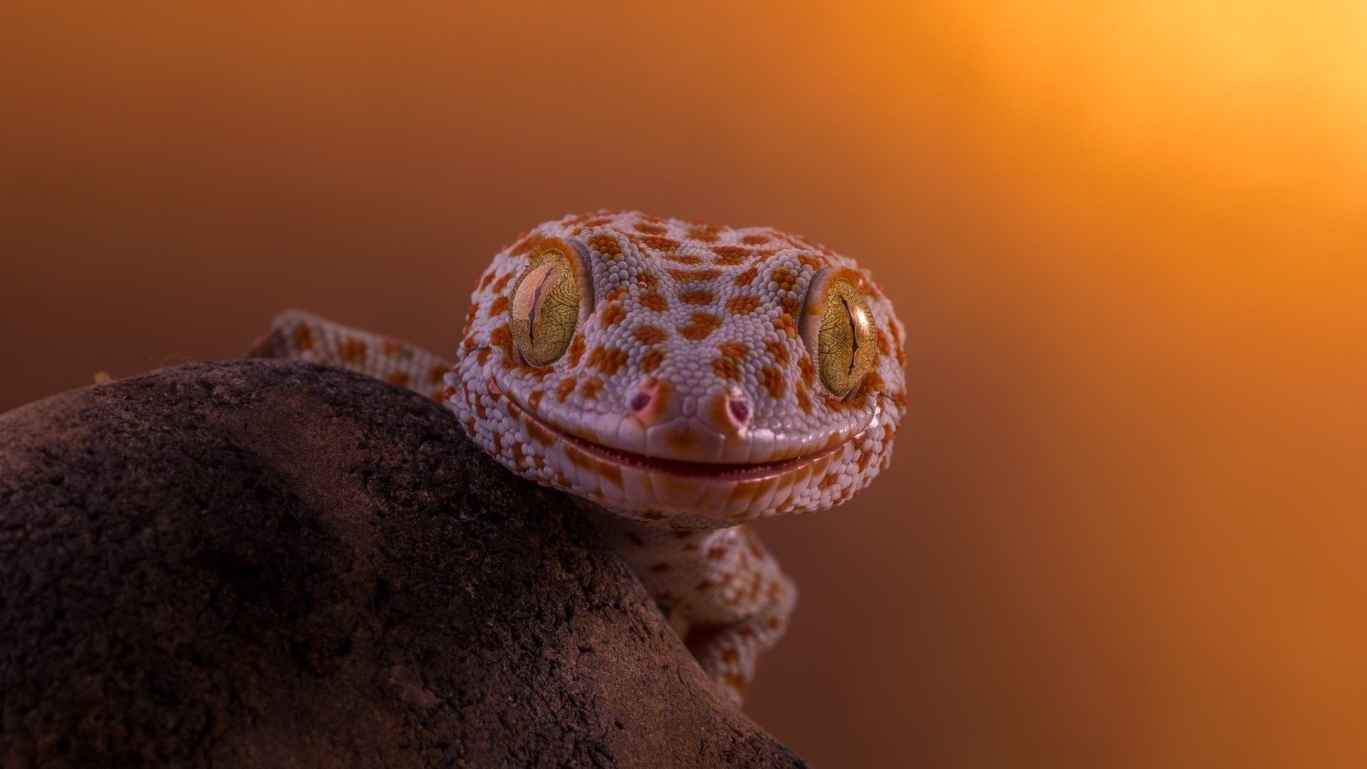 gecko collection desktop delight striking wallpapers reptilian beauty full hd desktop