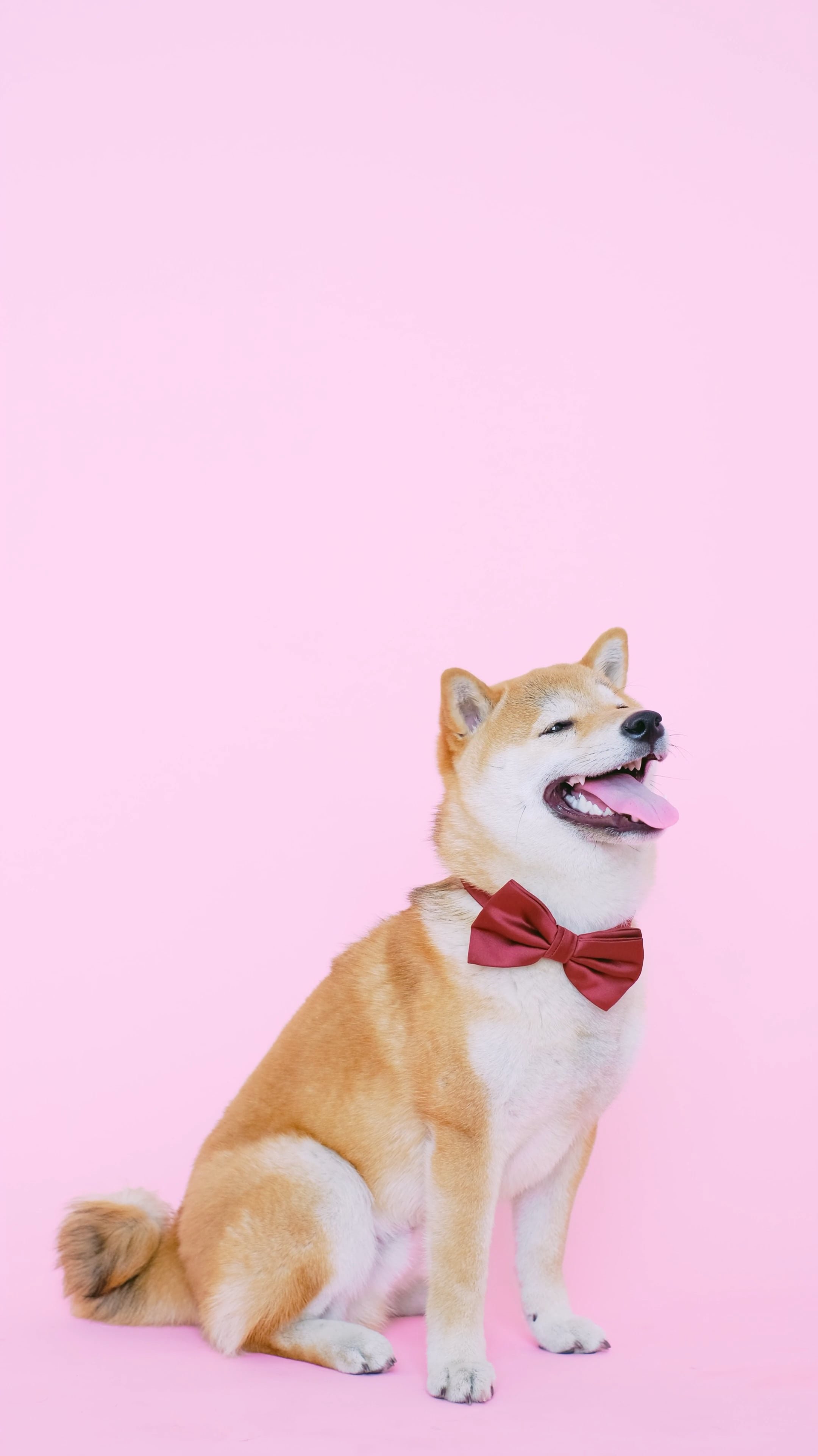 hokkaido dog cute dog bow tie 4k phone