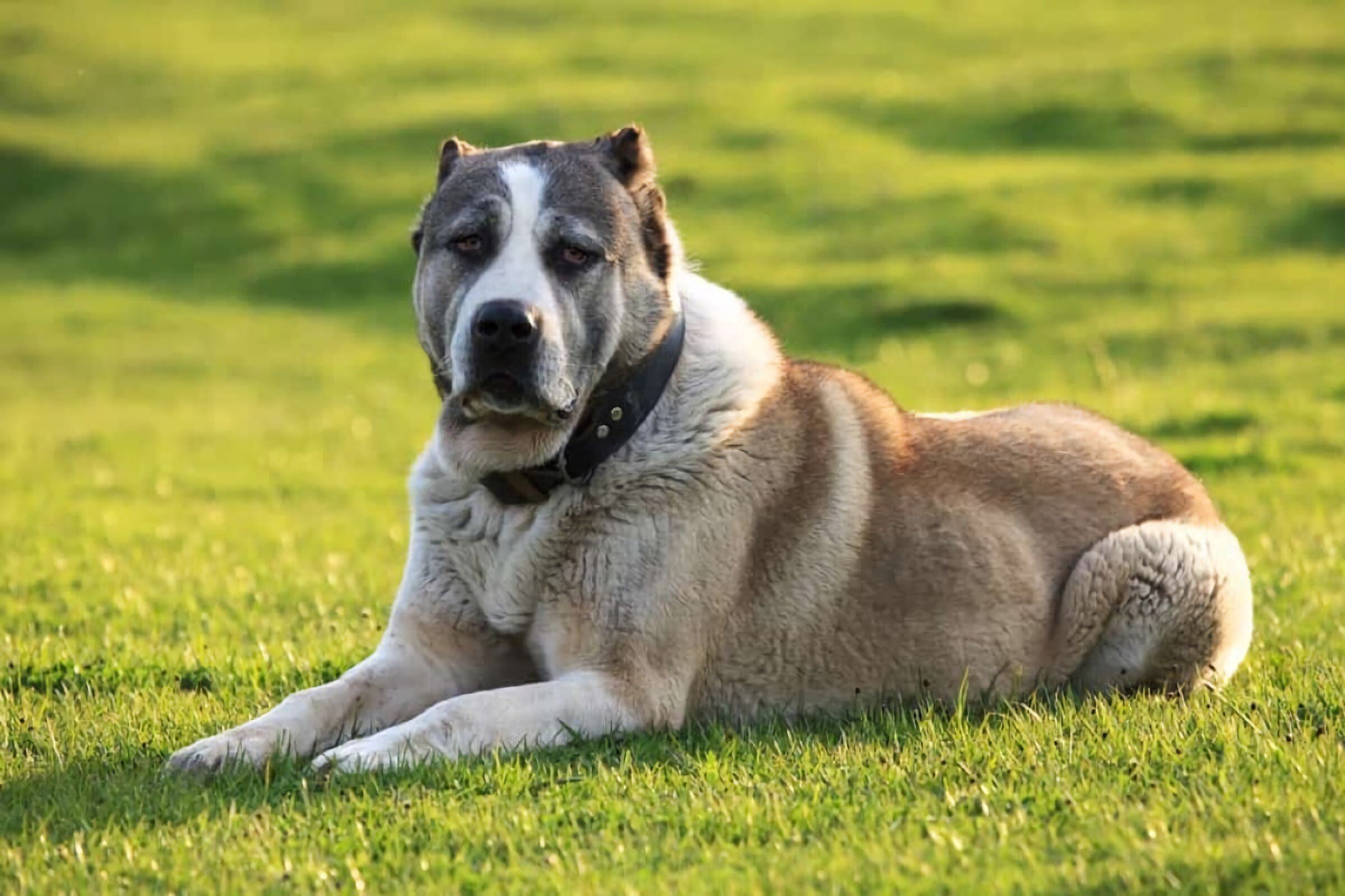 alabai (animals) protective breed loyal companions fearless guardian hd desktop