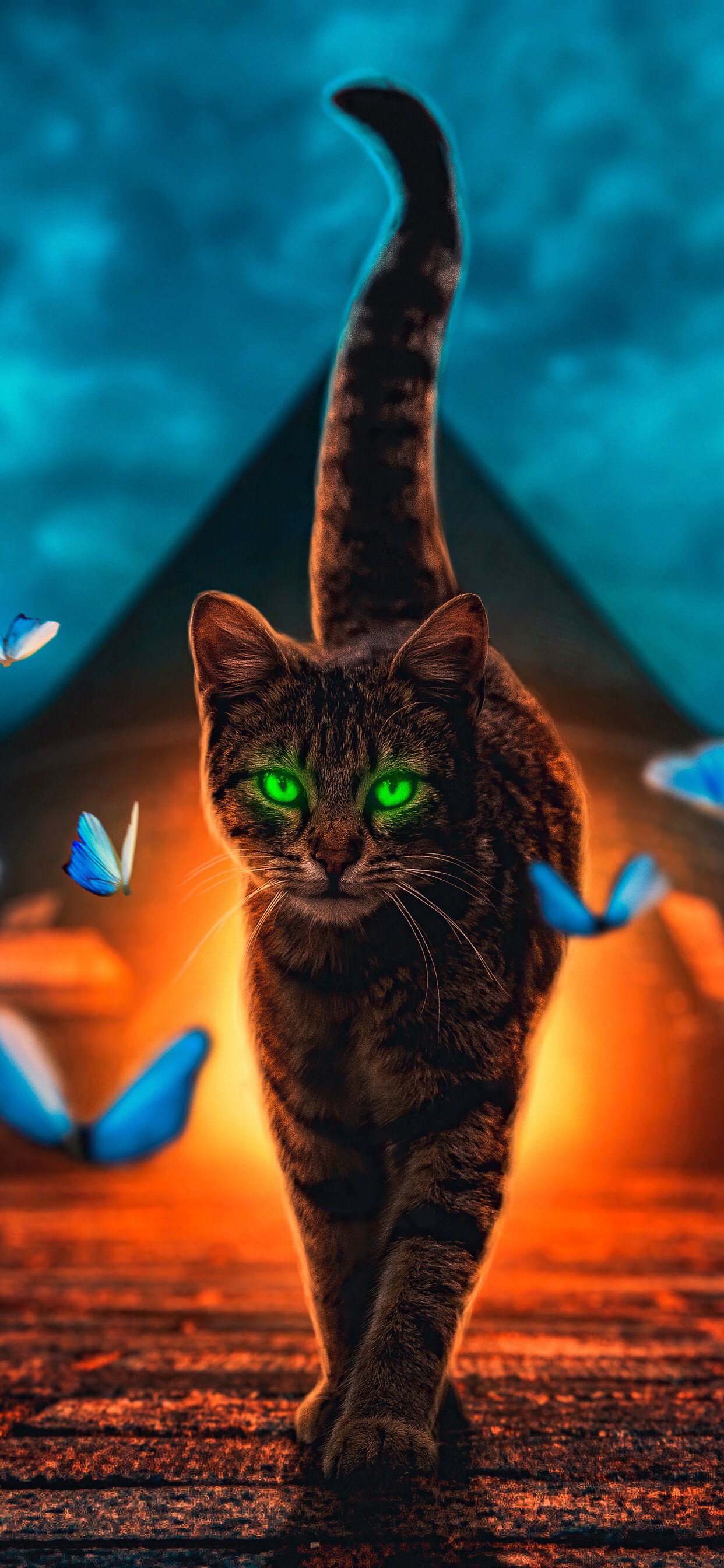 magical cat walk enchanting aura iphone xs max 4k wallpaper hd phone