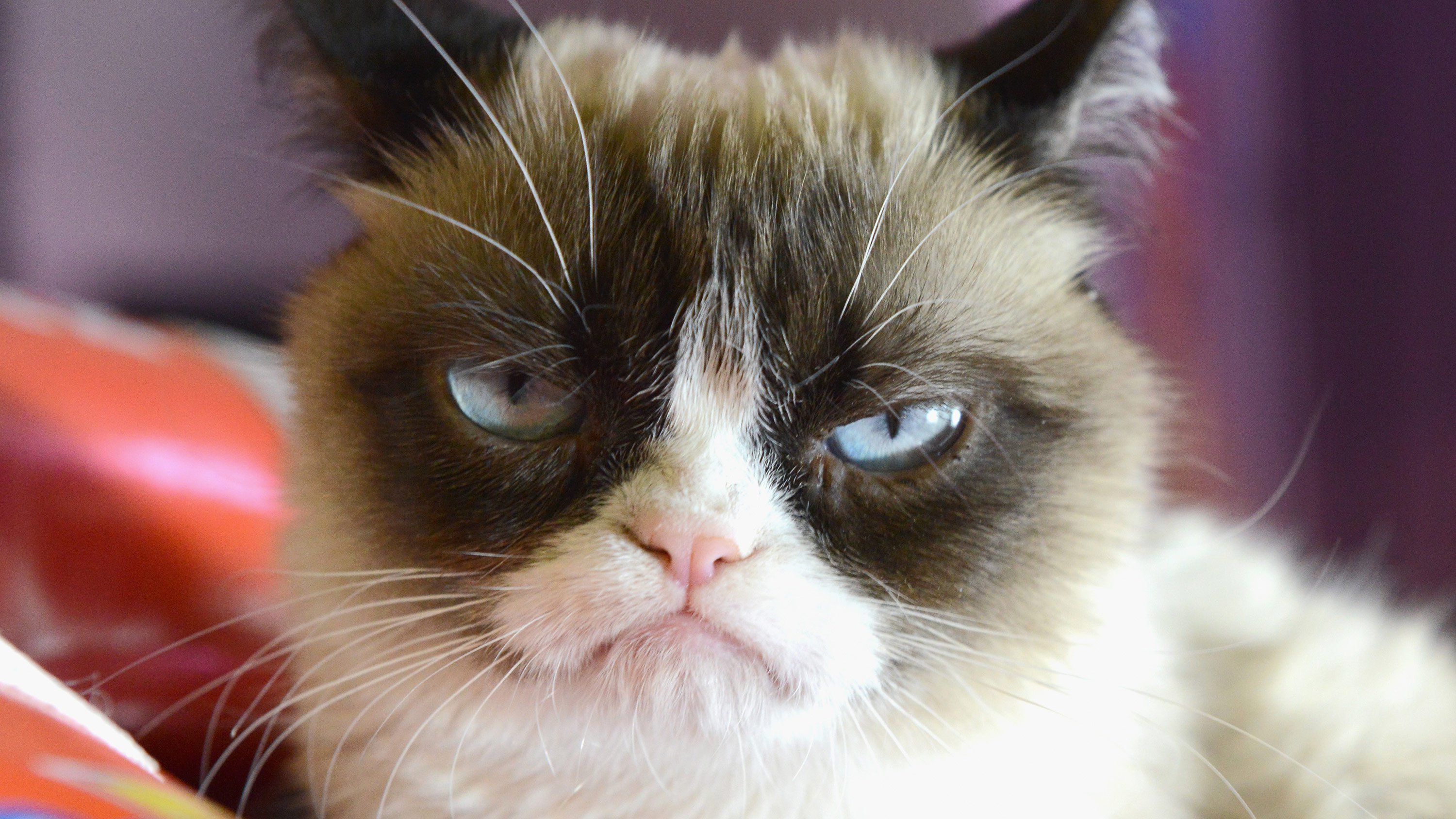 grumpy cat internet sensation passes away cnn video hd desktop