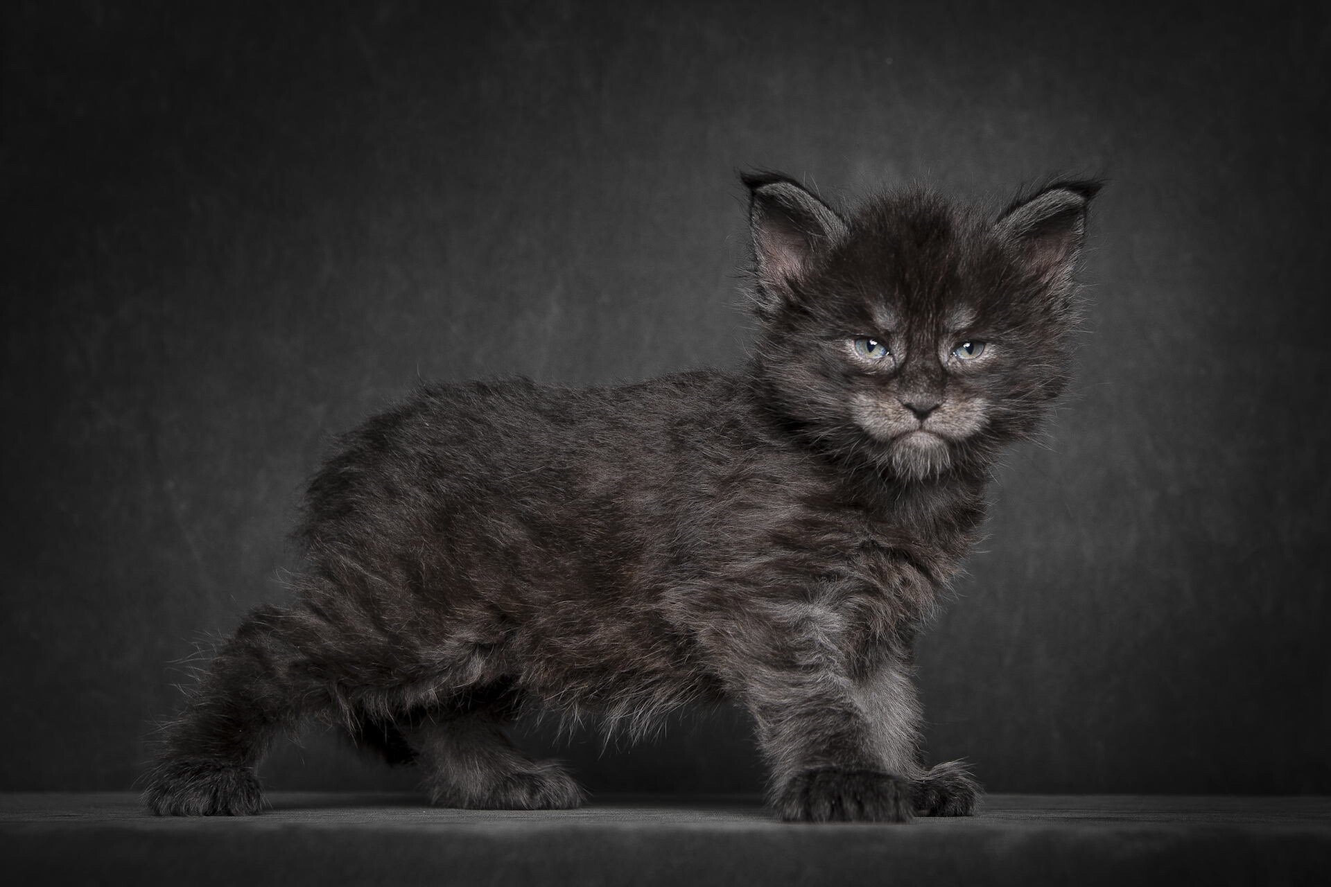 black smoke maine coon wallpaper hd desktop