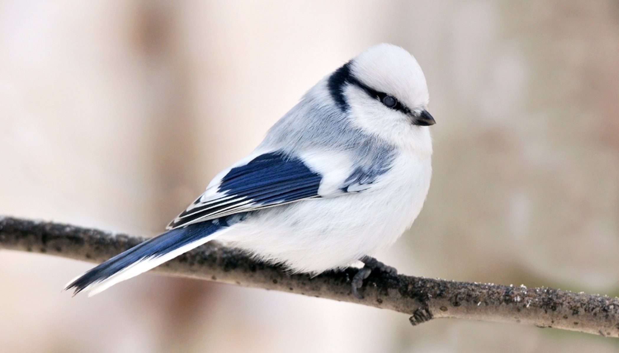 azure tit frosty blue beauty tiny songbird captivating charm hd desktop
