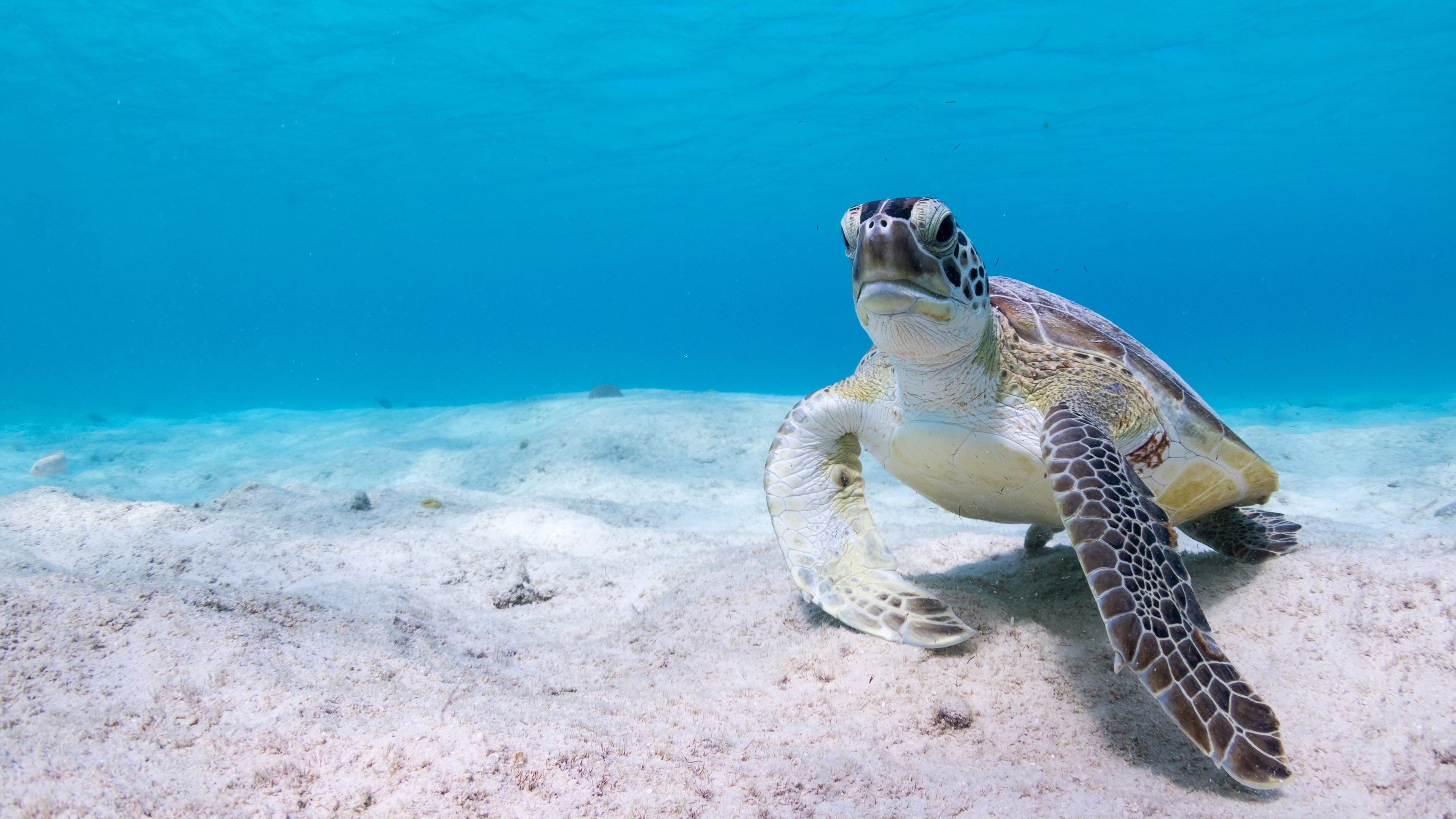 4k turtle wallpapers background images sea turtle 4k desktop