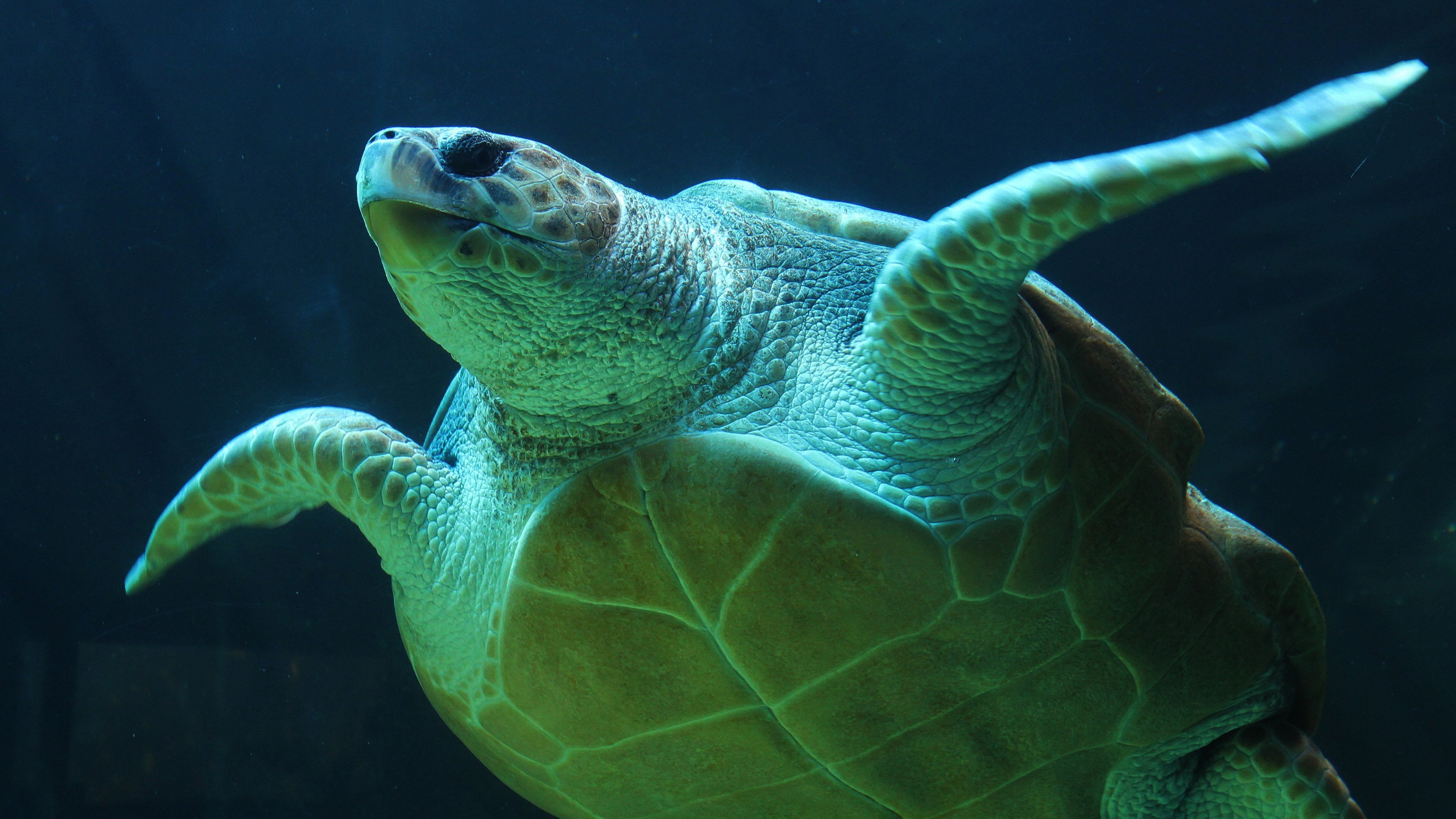hd wallpaper for desktop mobiles 4k ultra green sea turtle 4k desktop