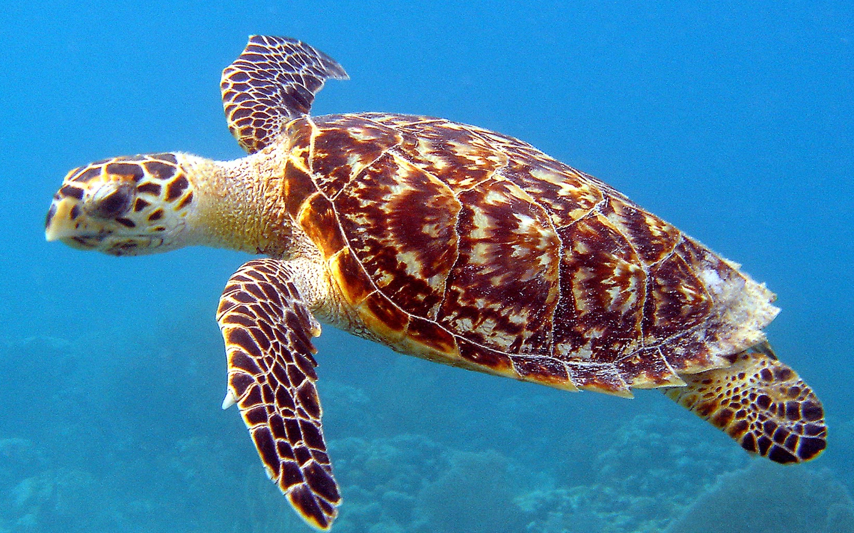 sea turtle 40881 sea turtle wallpaper hd desktop