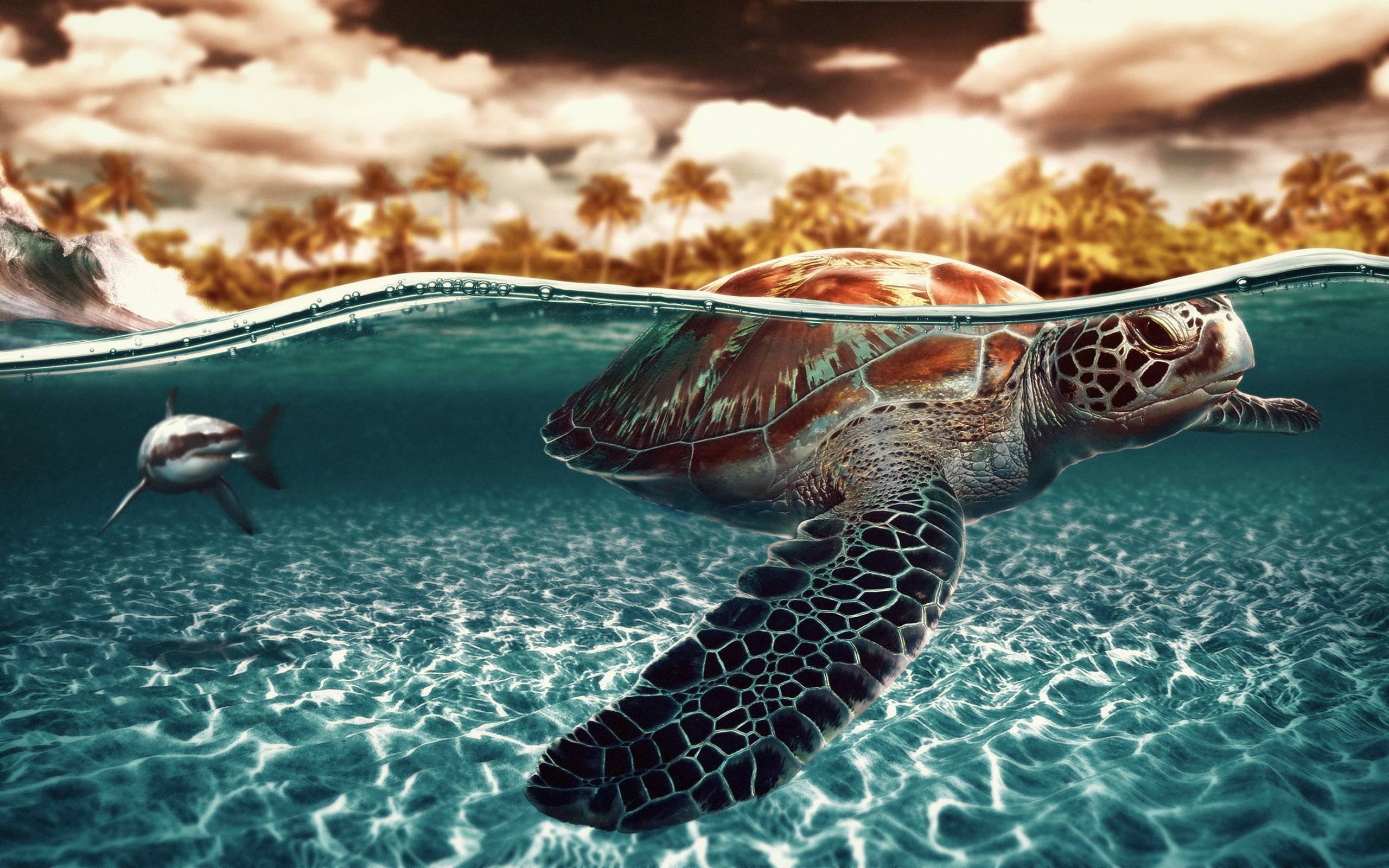 sea turtle grace stunning animal wallpapers ethan thompson's collection aquatic charm hd desktop