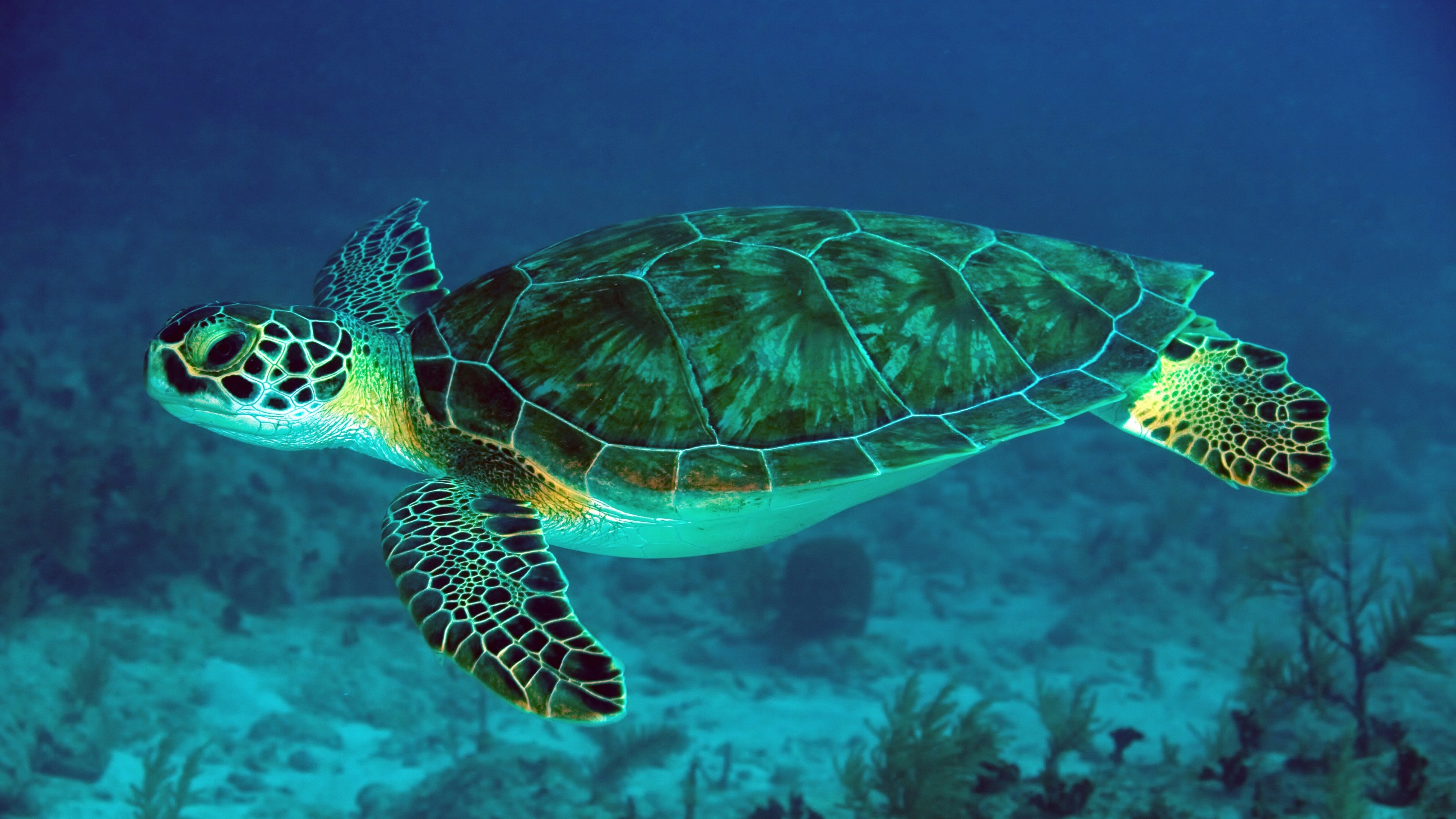 sea turtle wonder breathtaking wallpapers marine beauty aquatic elegance 4k desktop