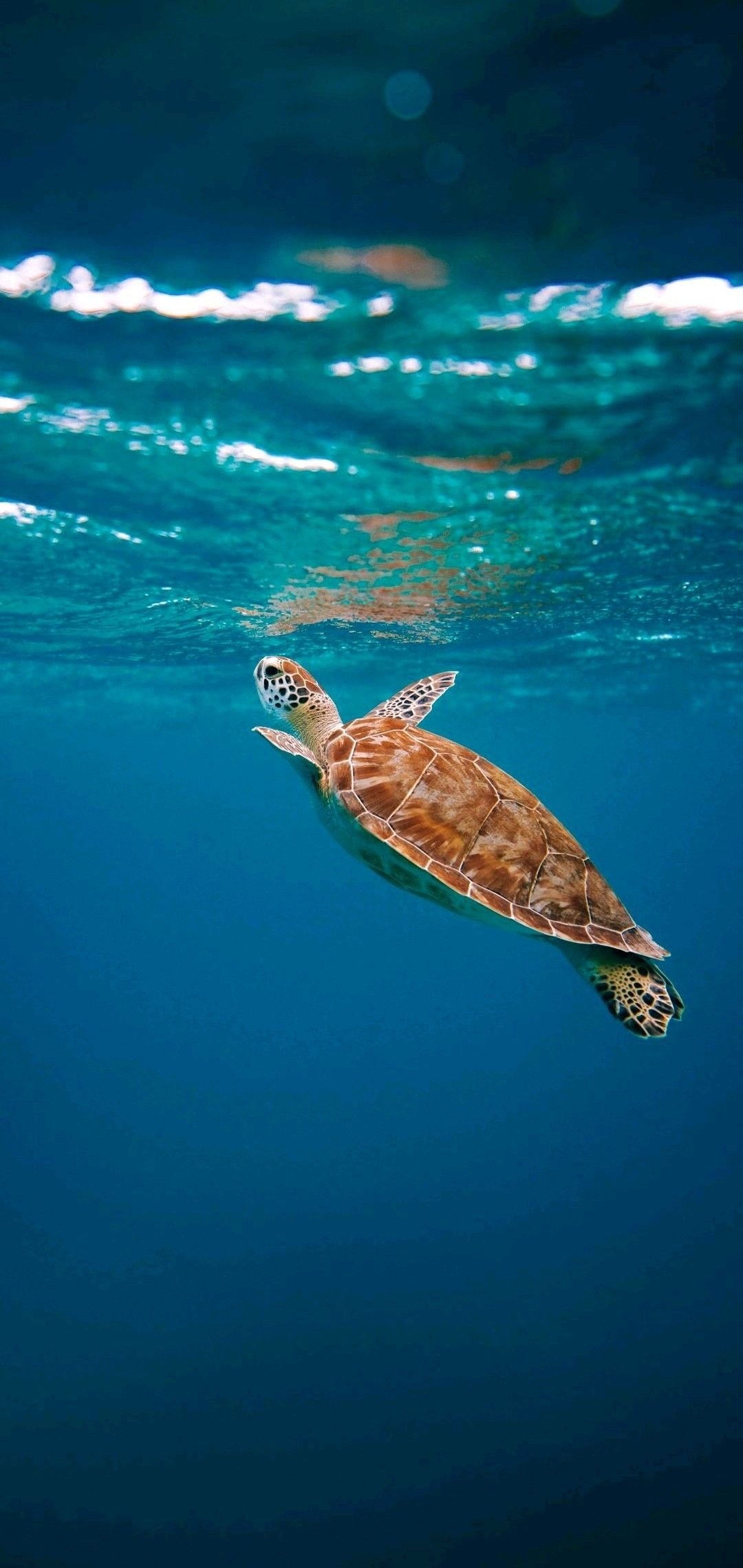 turtle-inspired wallpapers captivating sea turtles stunning underwater world exquisite turtle hd phone