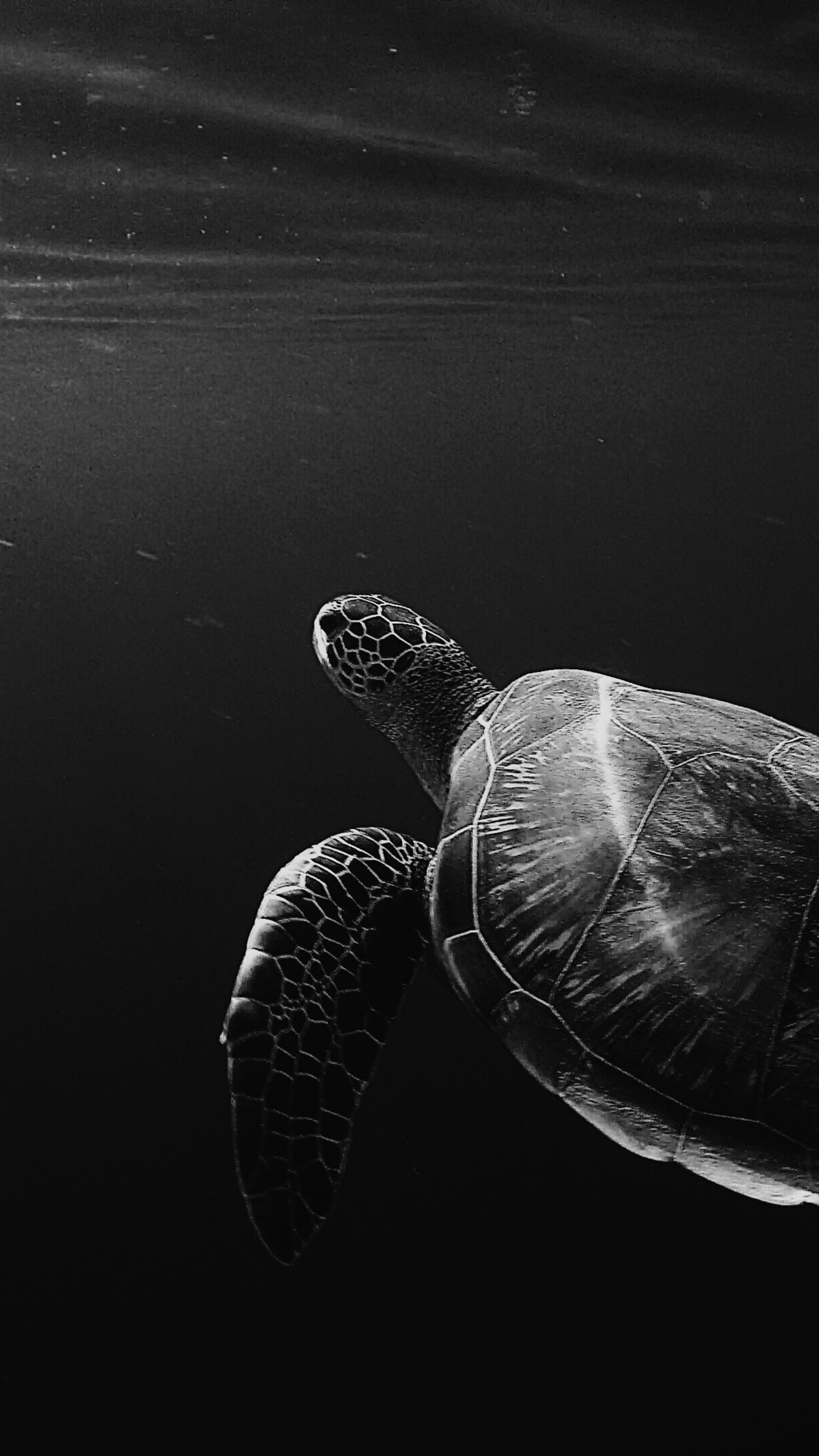 turtle oled 4k sony xperia hd wallpapers sea turtle 4k phone