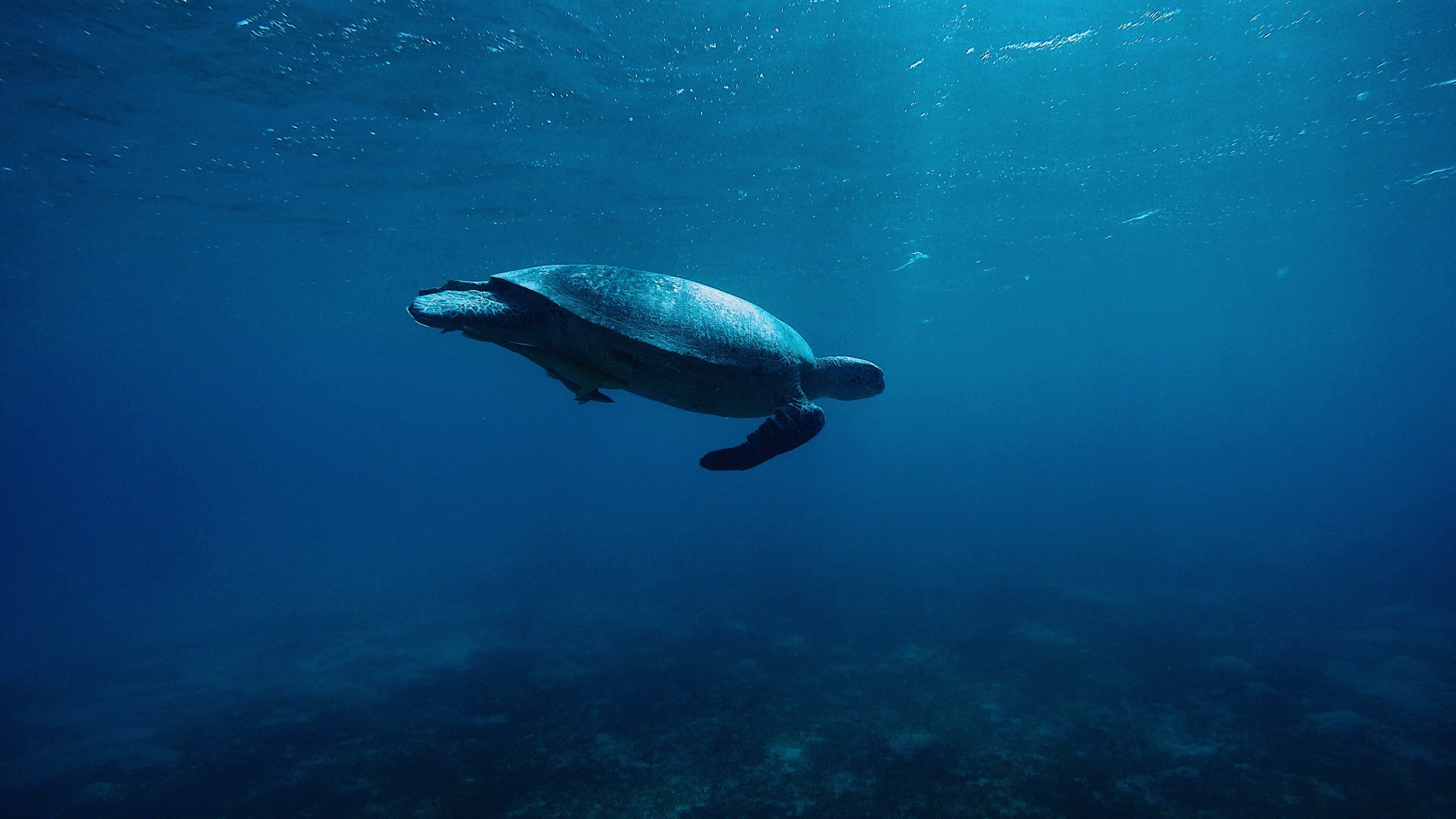 turtle underwater hd animals 4k sea turtle 4k desktop
