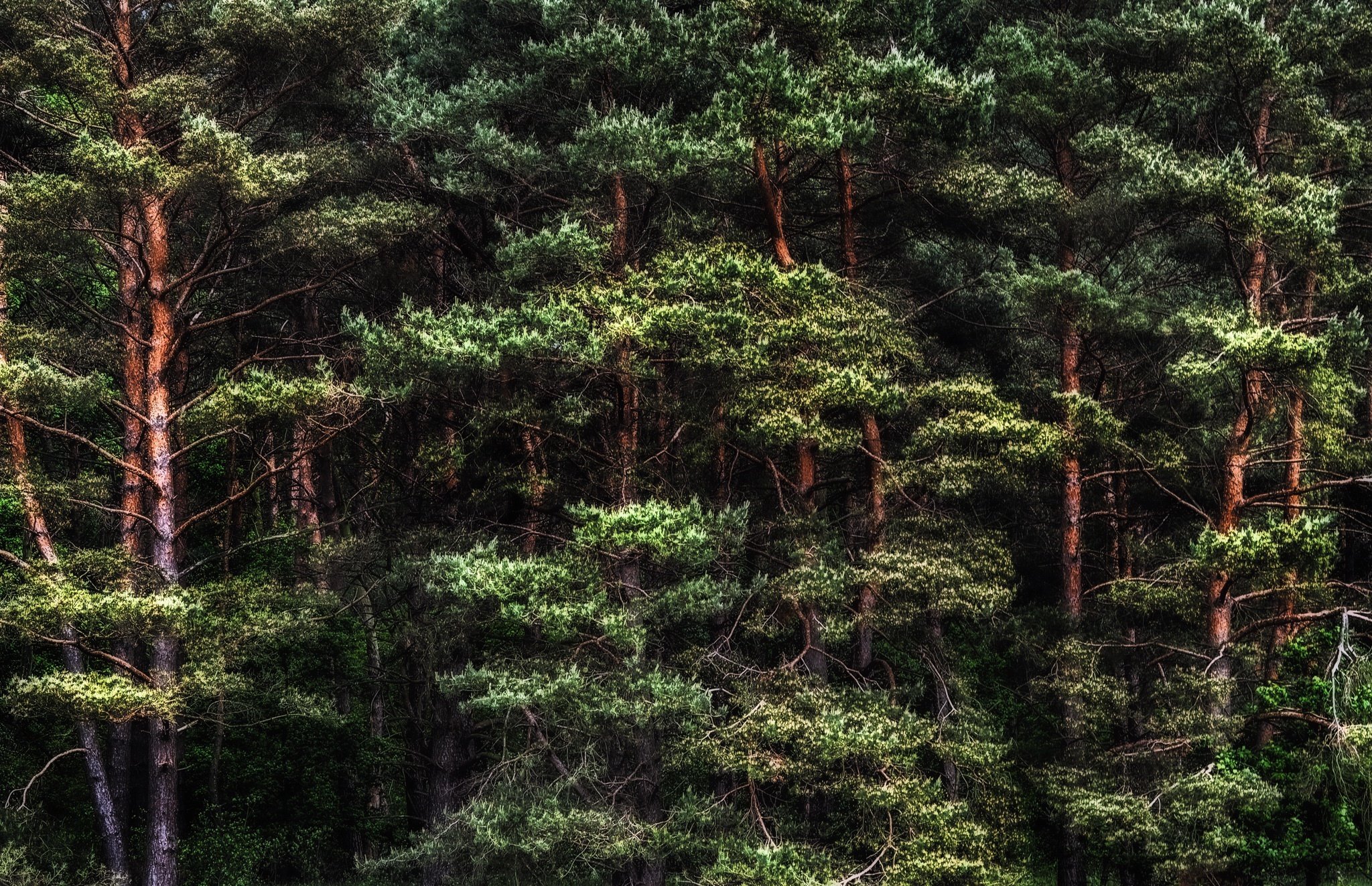 cedar tree plants trees outdoors hdr nature's wonders hd desktop