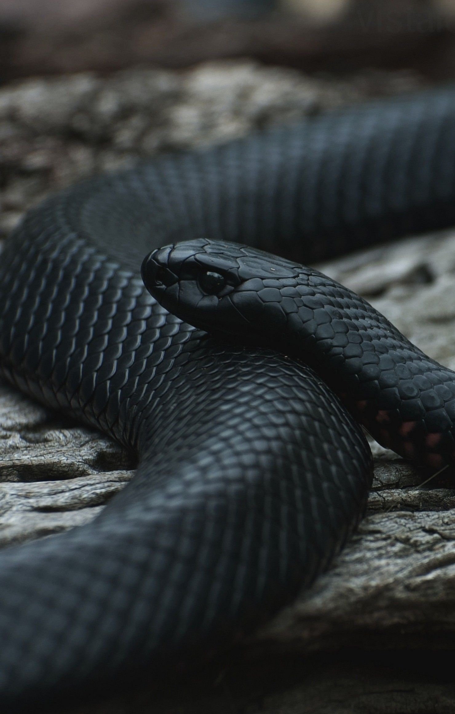 dark serpent iphone wallpaper snake's agility captivating visuals hd phone