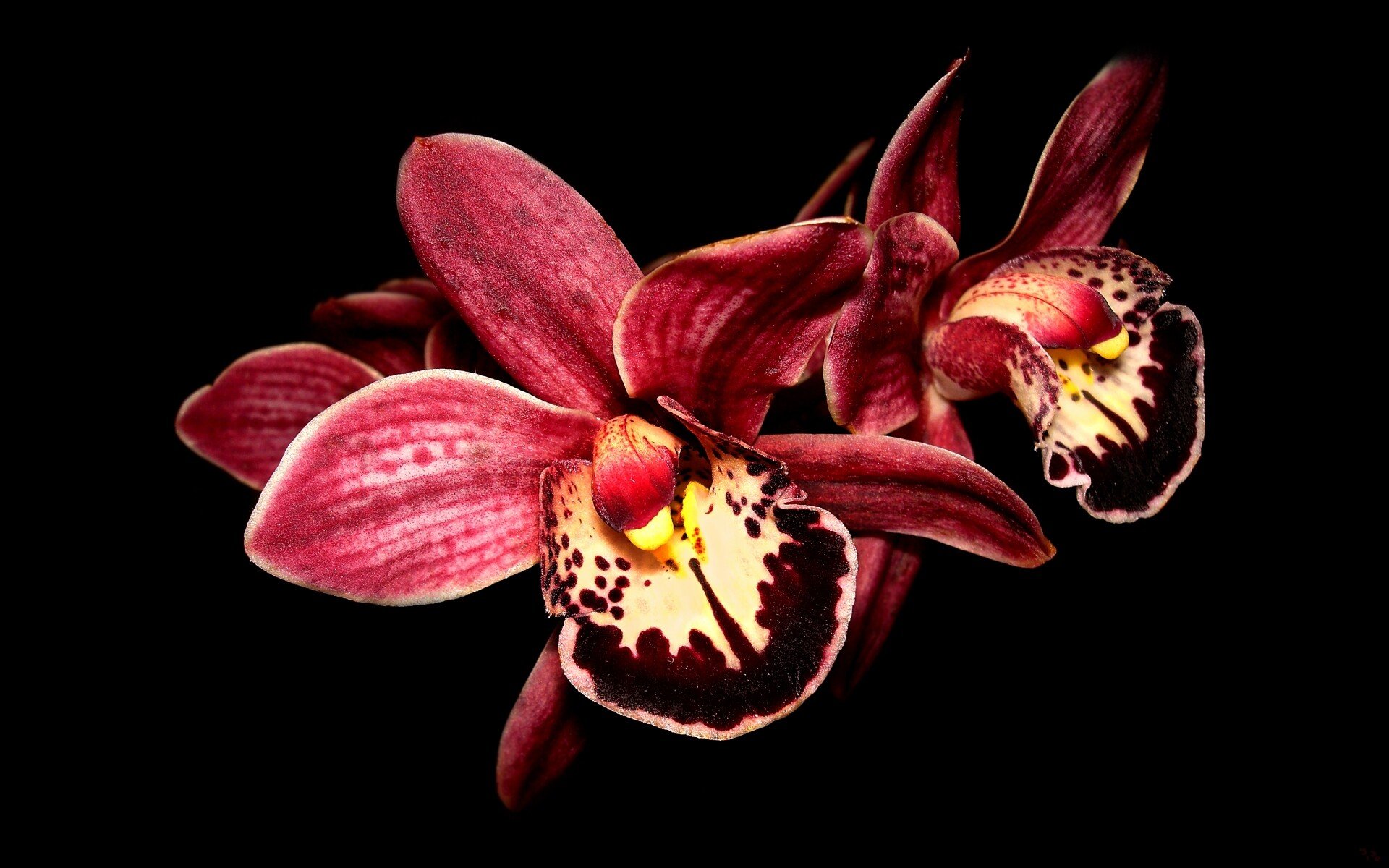 boat orchid orchids wallpaper hd desktop
