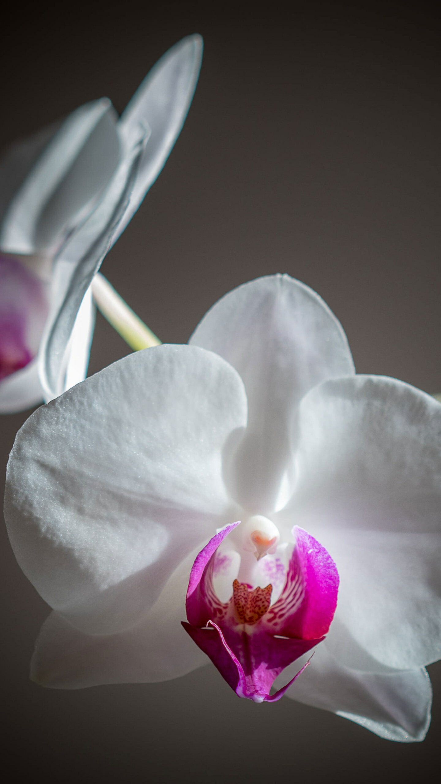orchid flowers white and pink blooms moth orchid beauty exotic elegance hd phone
