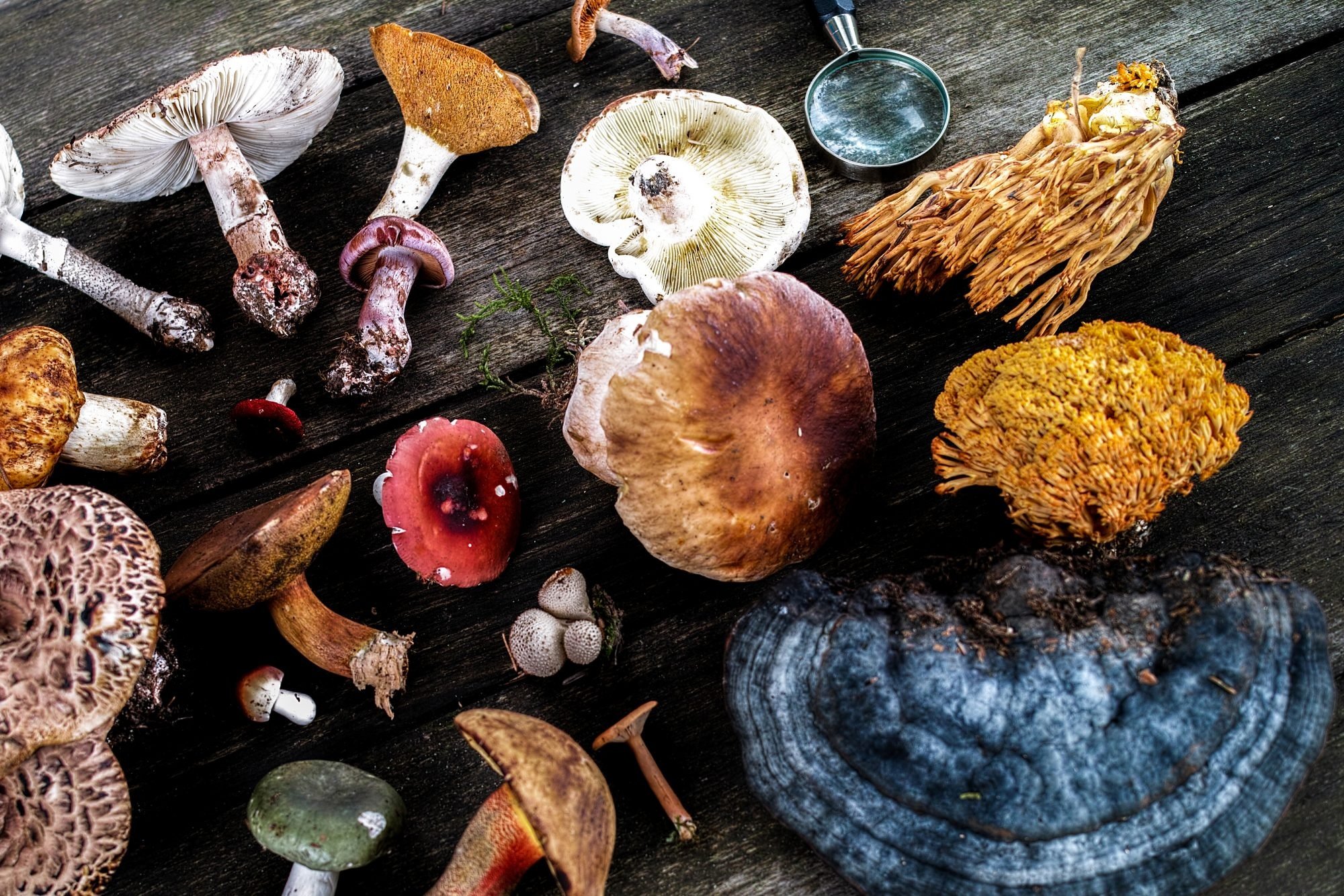 medicinal mushrooms health benefits natural remedies holistic wellness hd desktop