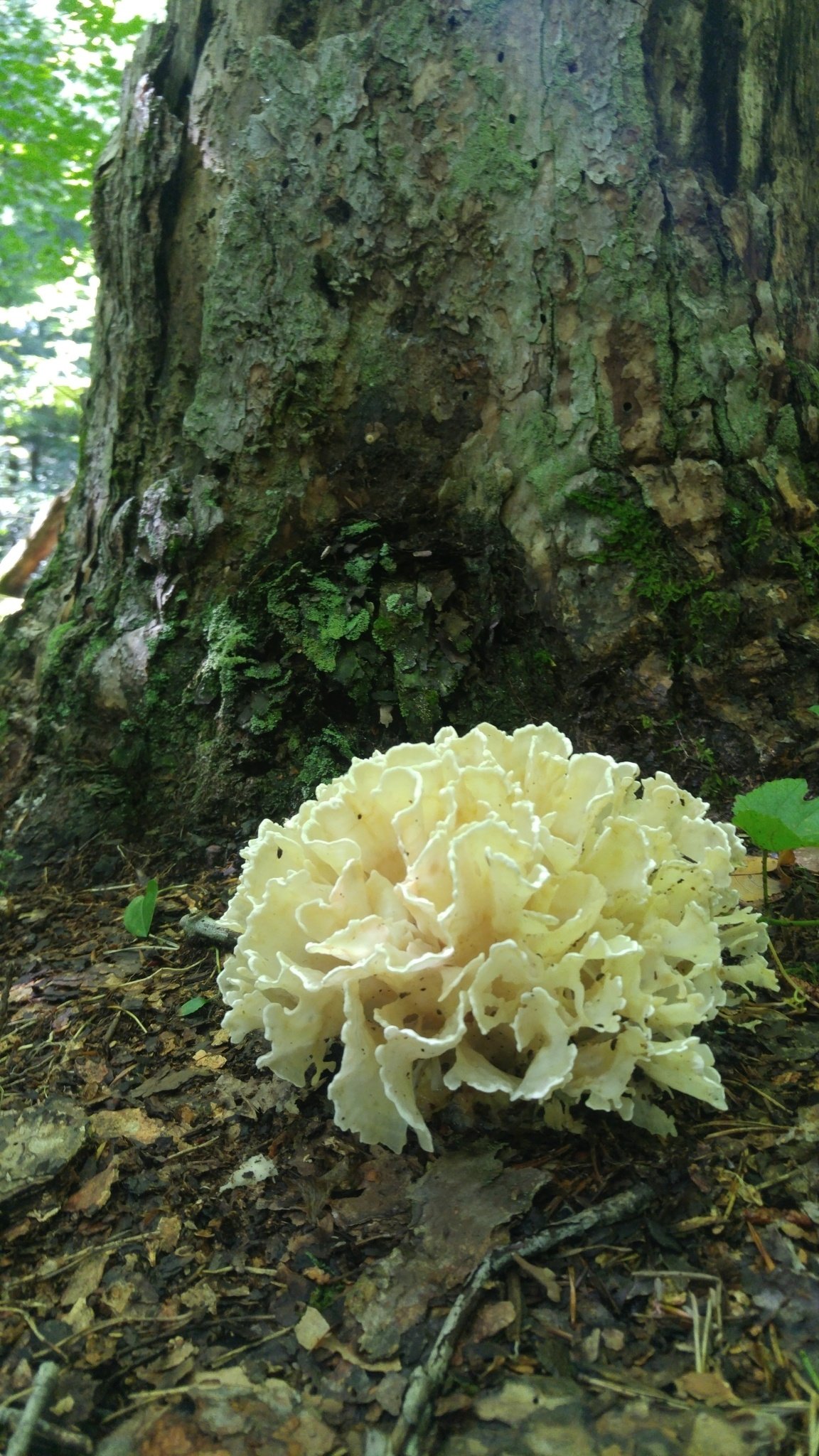 sparassis genus inaturalist united kingdom cauliflower mushrooms food hd phone