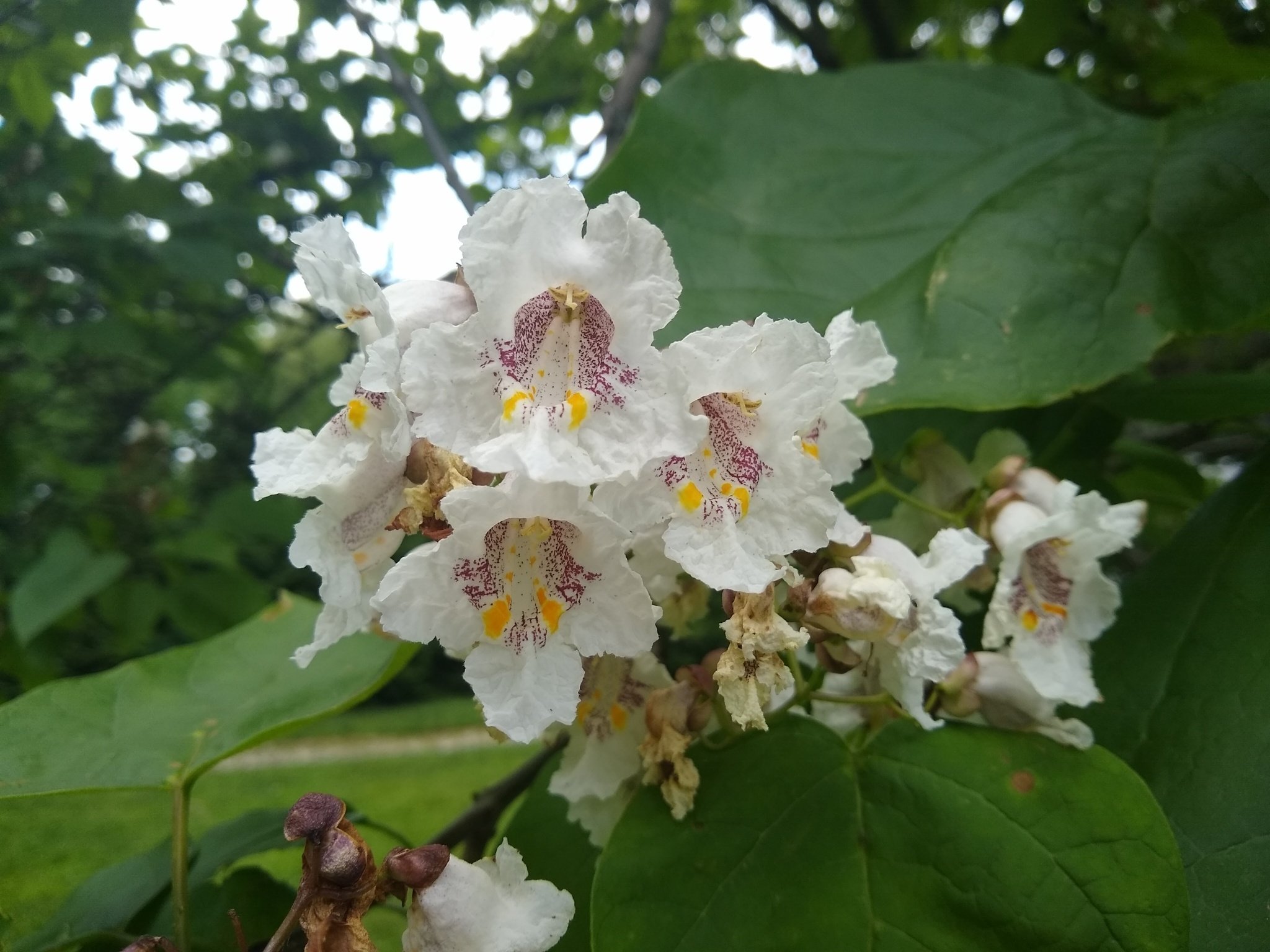 bois chavanon catalpa speciosa plants candide hd desktop
