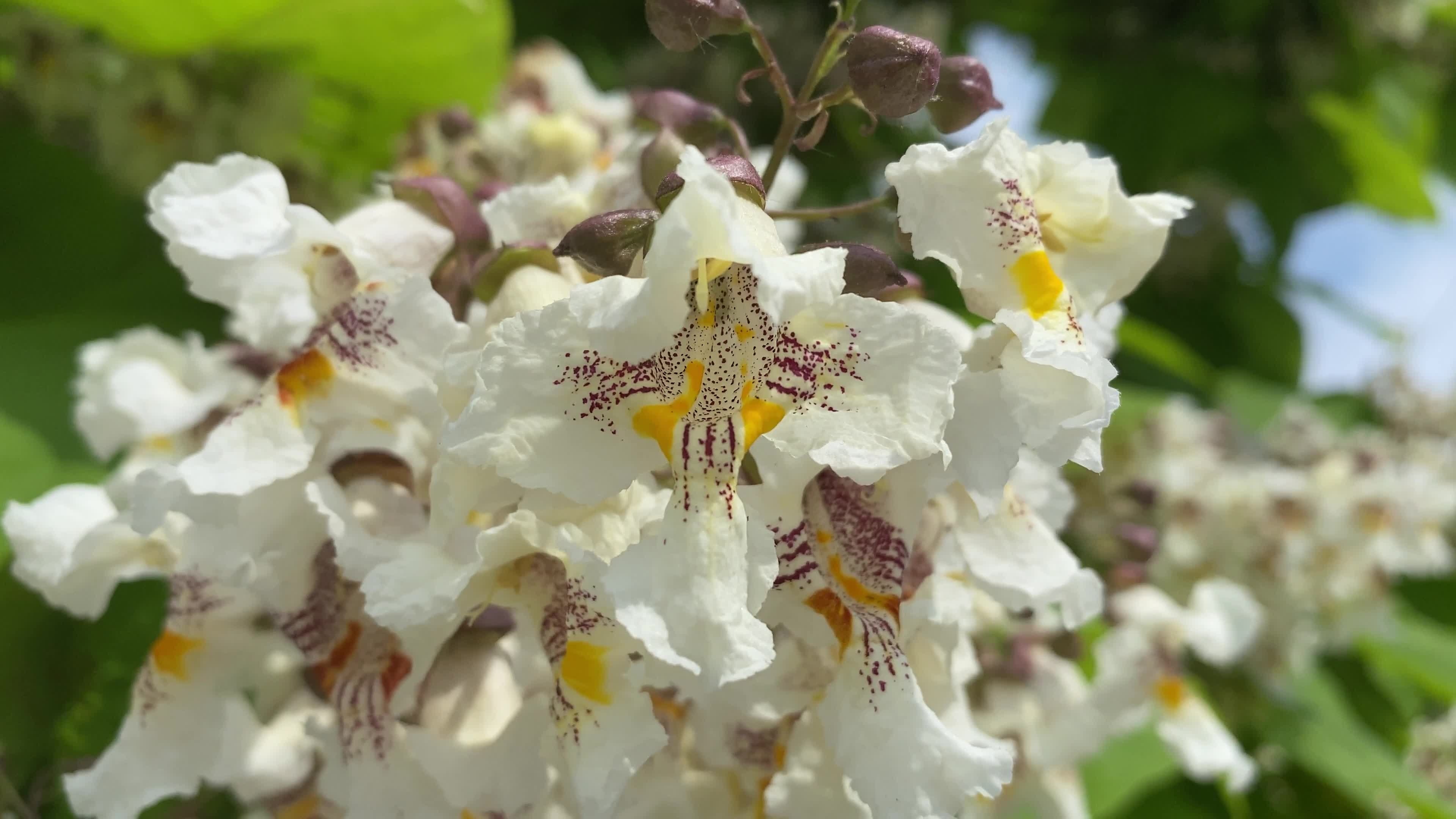 natrlicher hintergrund catalpa baum blumen nahaufnahme stock video 4k desktop