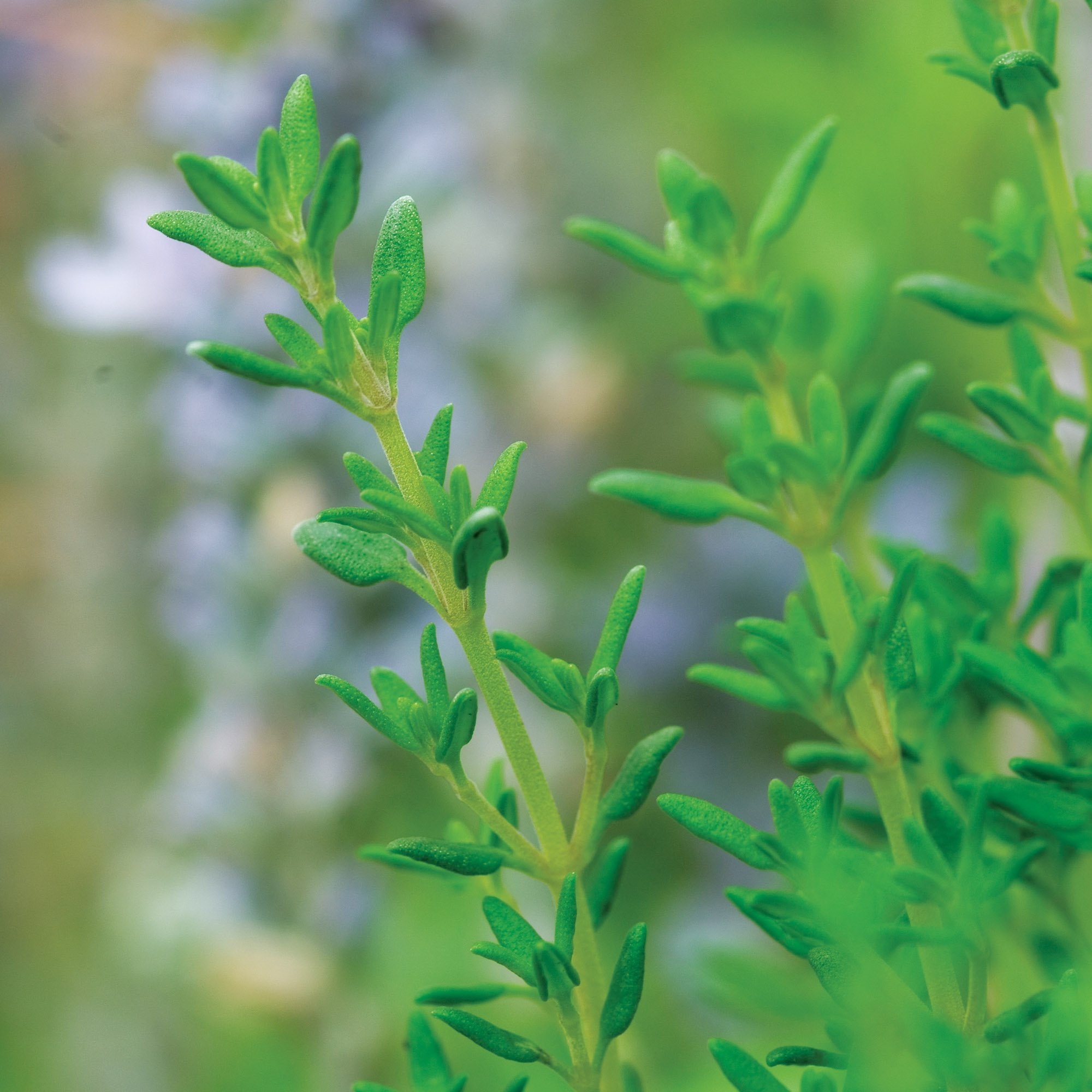 italian herb garden starter burpee seed collection versatile culinary herbs gardening delight hd phone