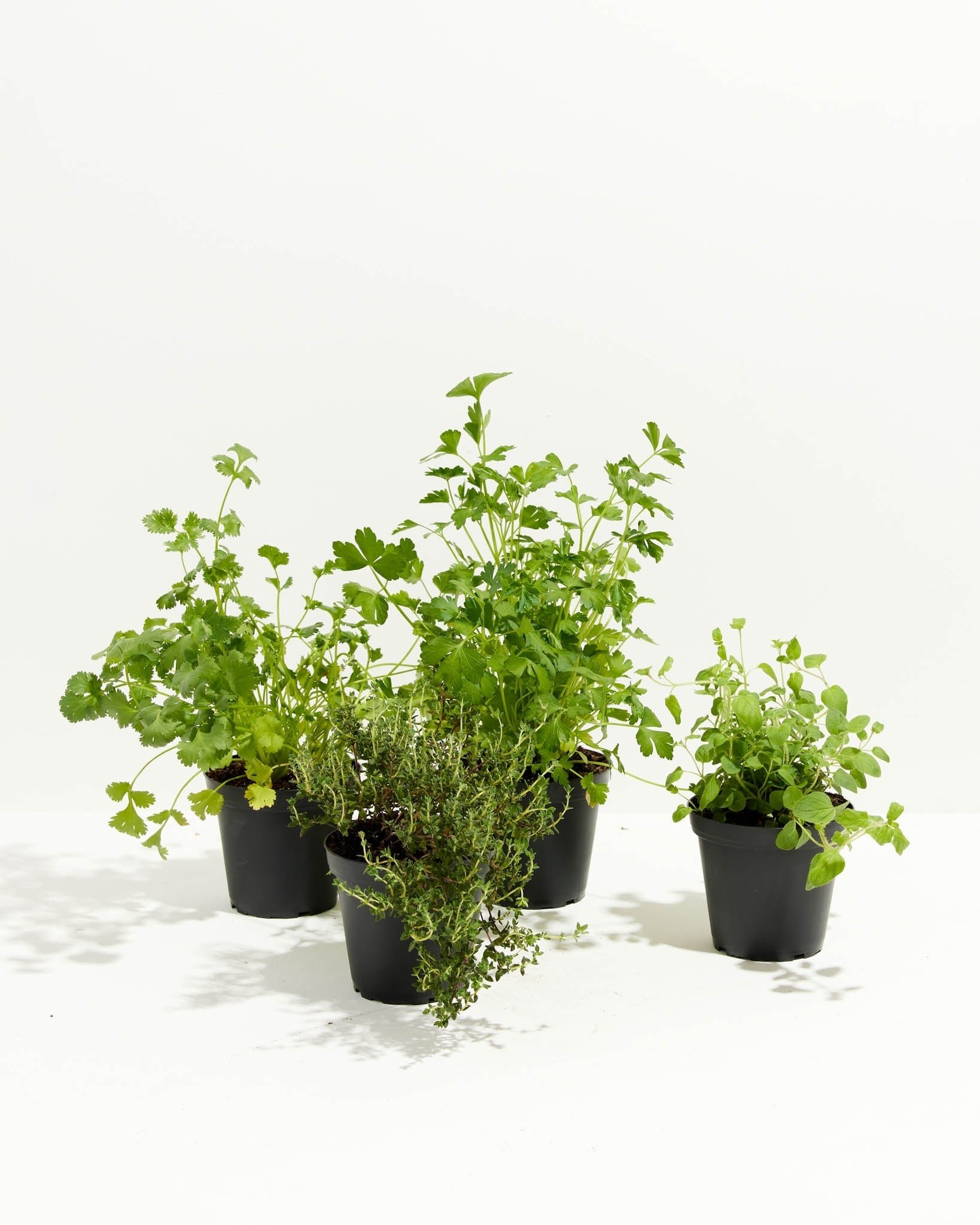 lively herbs collection thyme oregano cilantro parsley kitchen-ready herbs hd phone