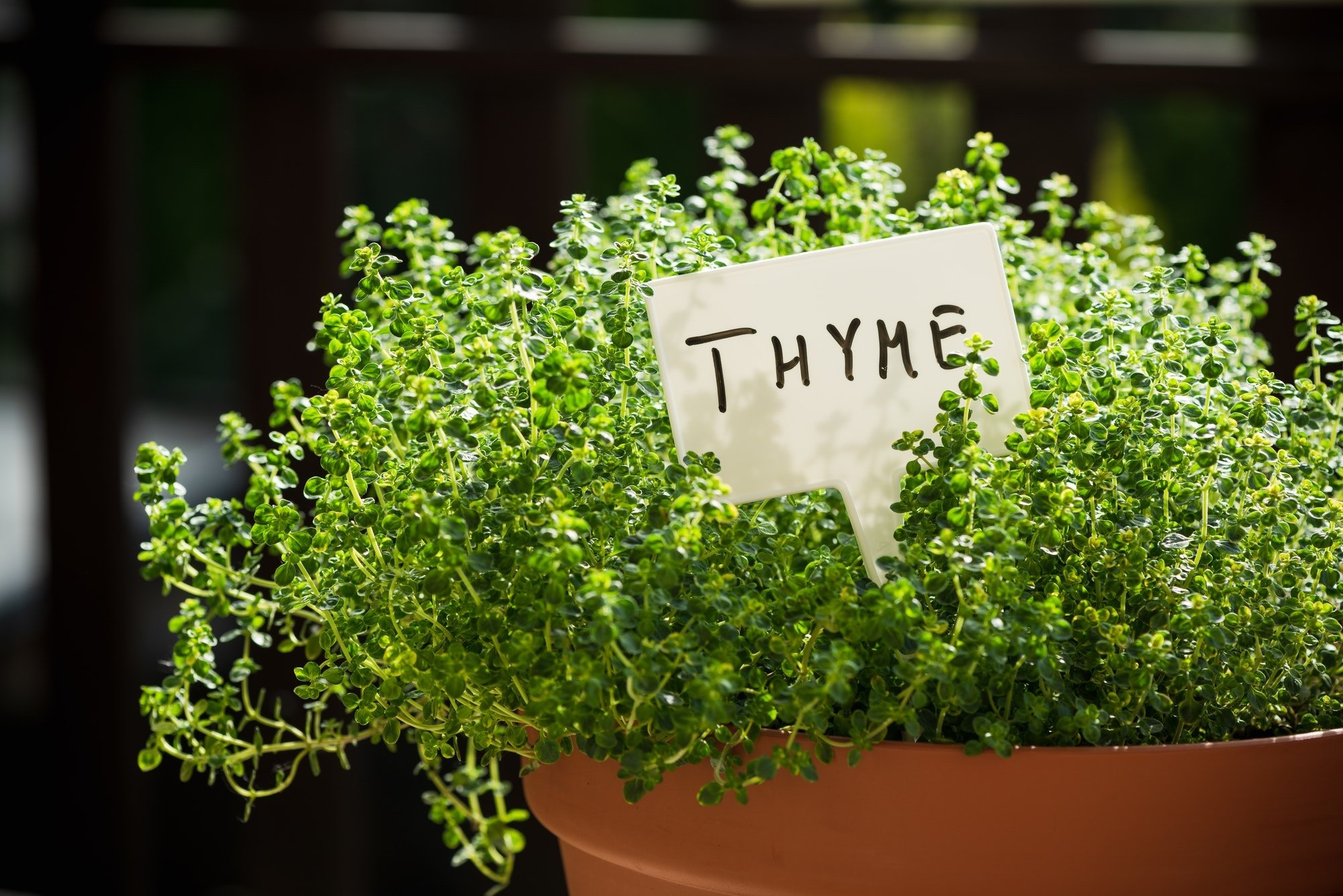 thyme companion plants planting advice gardening tips thehometome suggestions hd desktop