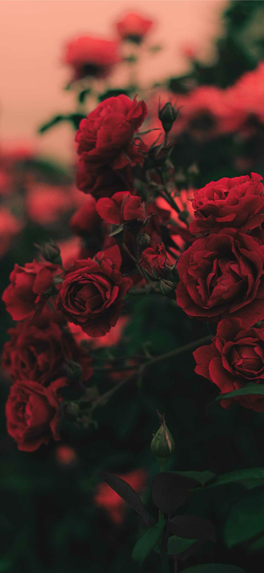 4k flowers wallpaper high-definition imagery stunning visuals hd phone