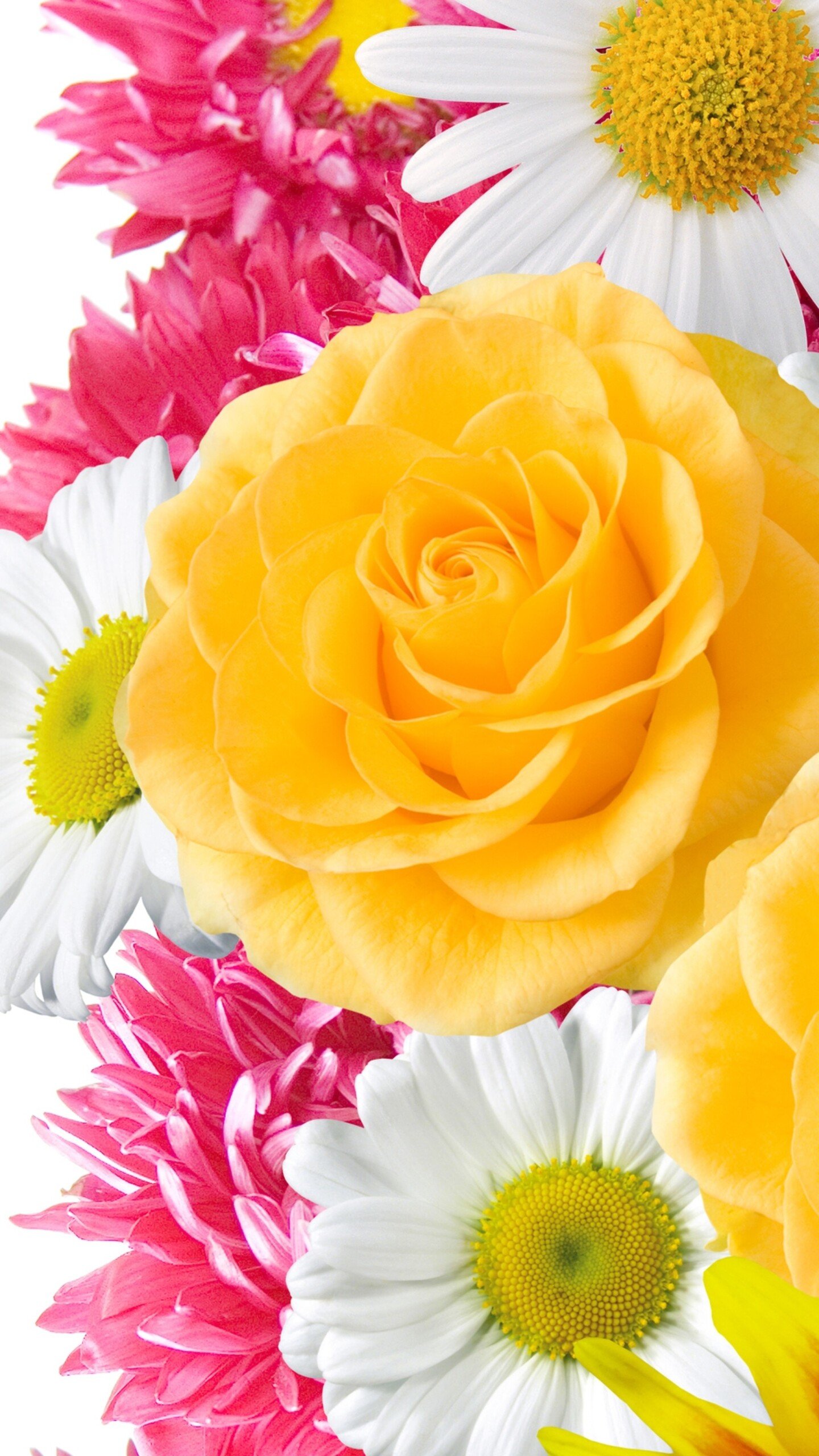 flower wallpapers colorful and vibrant high-resolution images hd phone