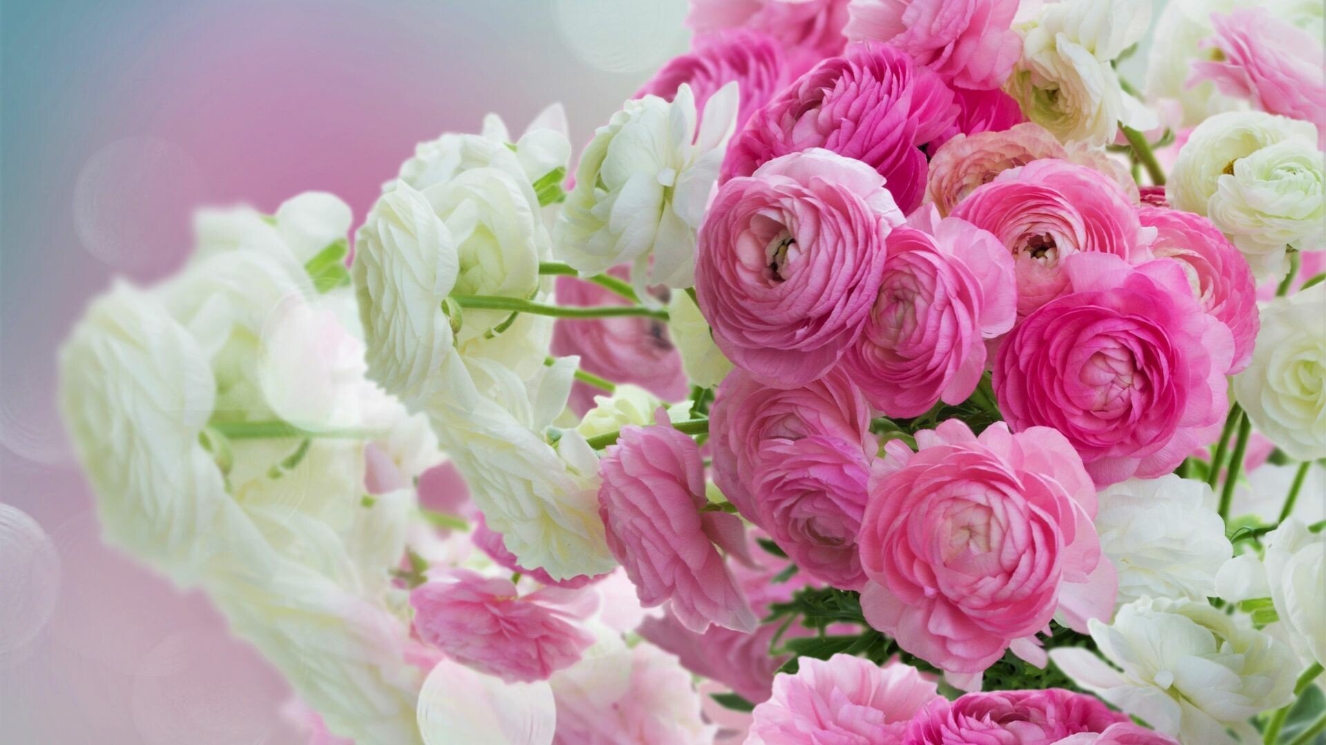 garden roses flower bouquet wallpaper full hd desktop