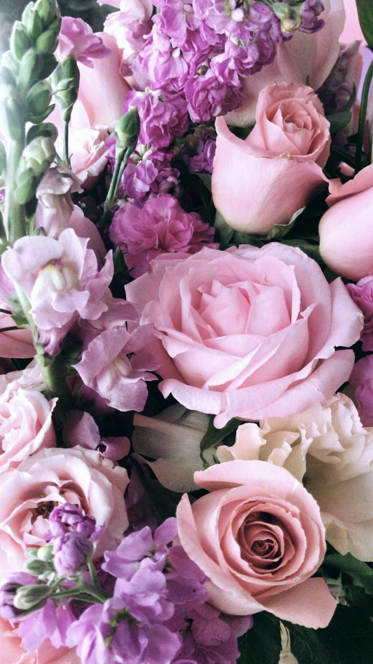 instagram-worthy beautiful blooms colorful flowers nao cv hd phone