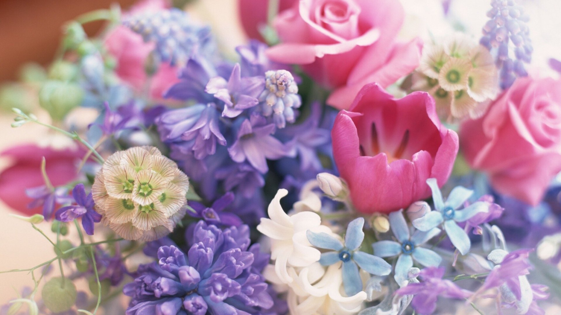 colorful blossoms natural beauty vibrant bouquet fresh flowers full hd desktop