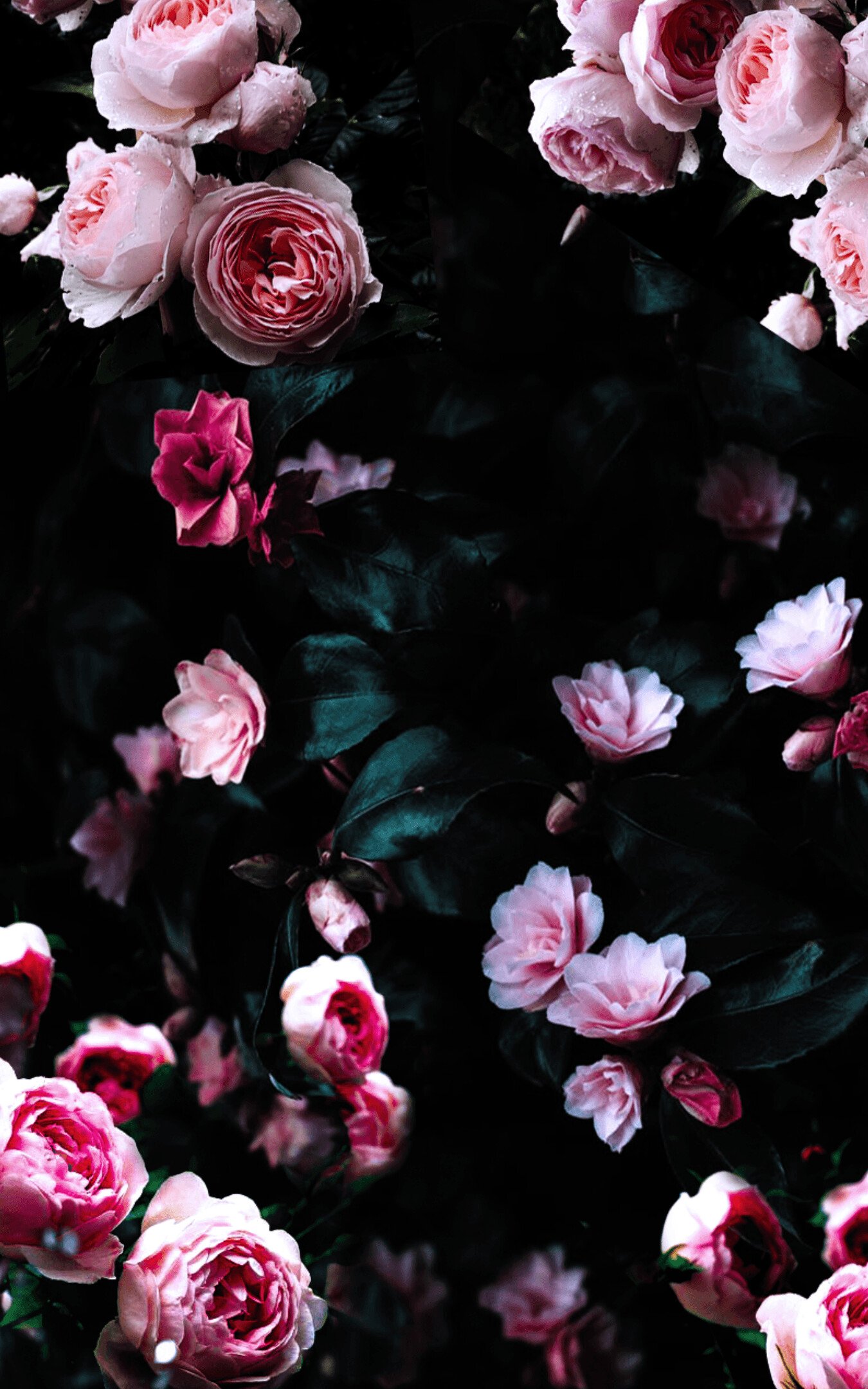 dark flowers 4k hd mysterious beauty gothic vibes hd phone