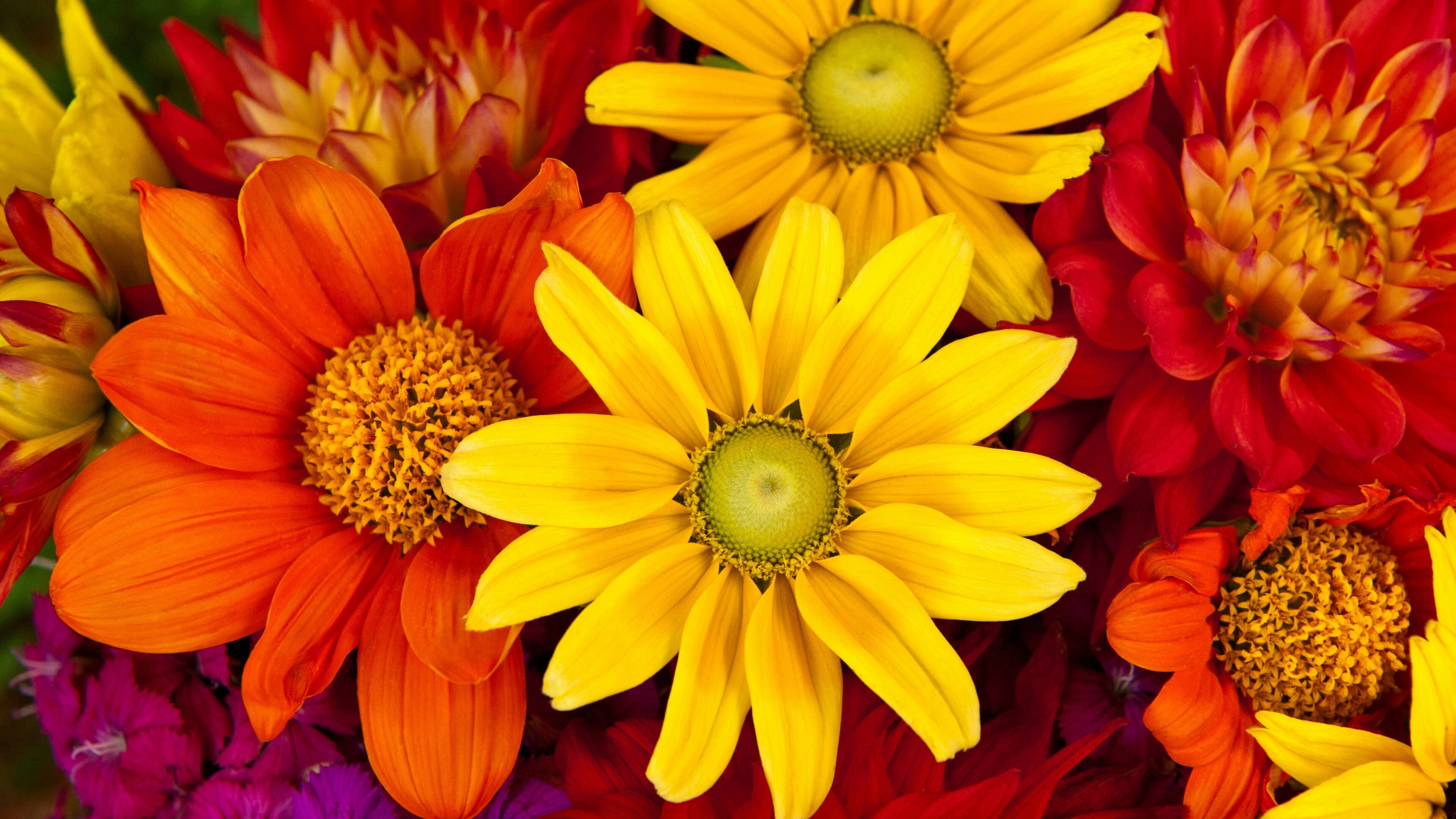 gerberas flower bouquet wallpaper 4k desktop