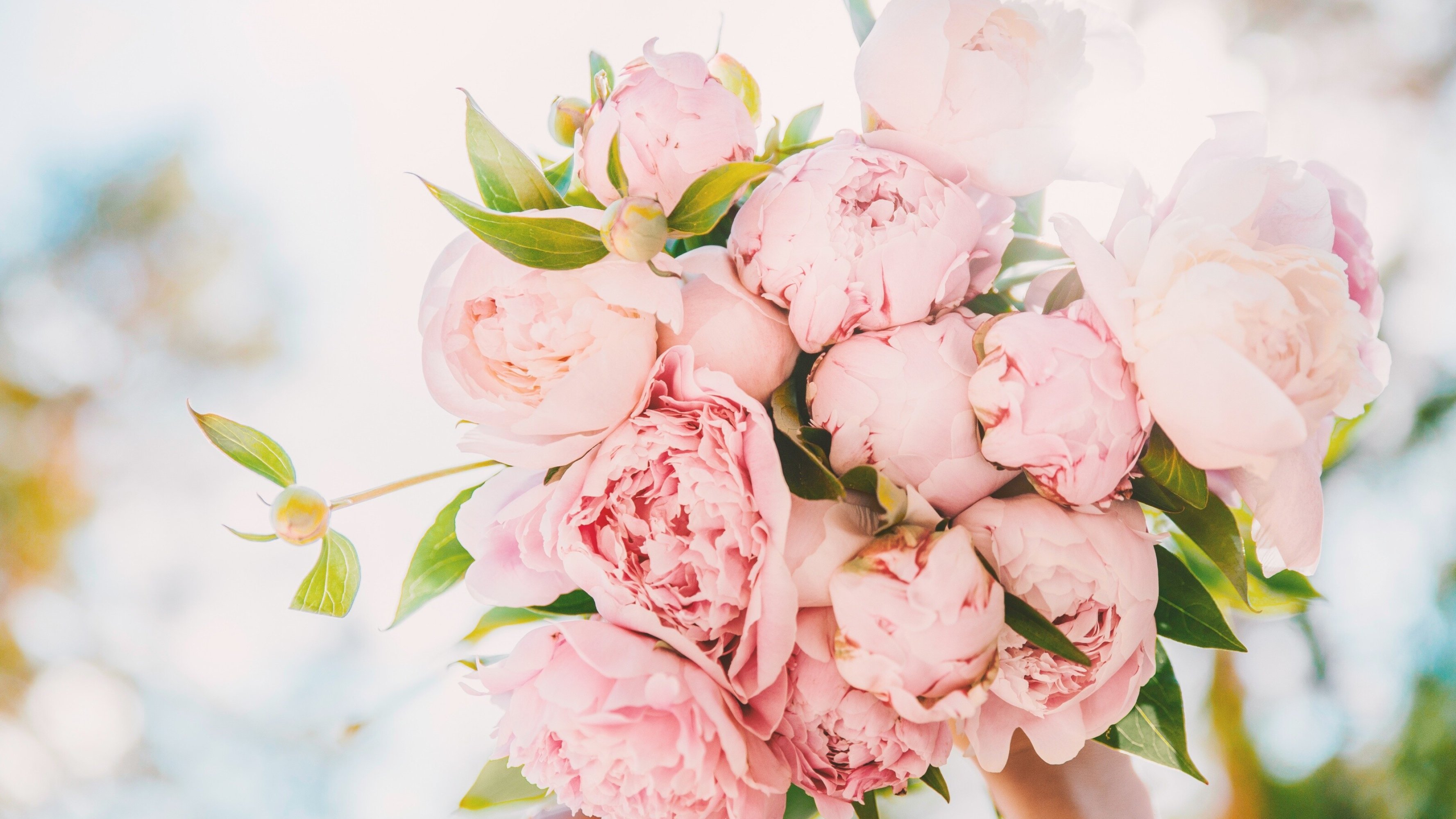 peonies flower bouquet wallpaper hd desktop
