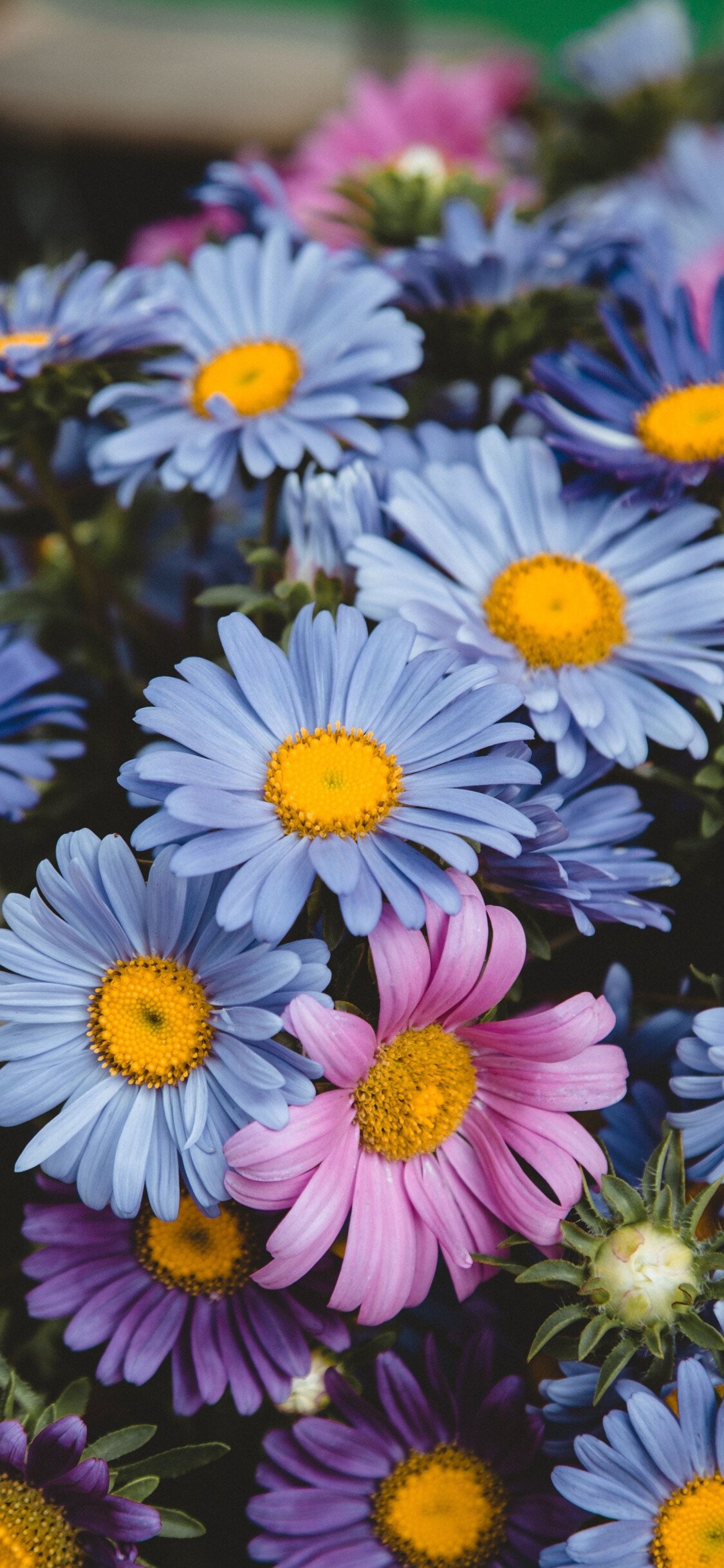 daisies flower bouquet wallpaper hd phone