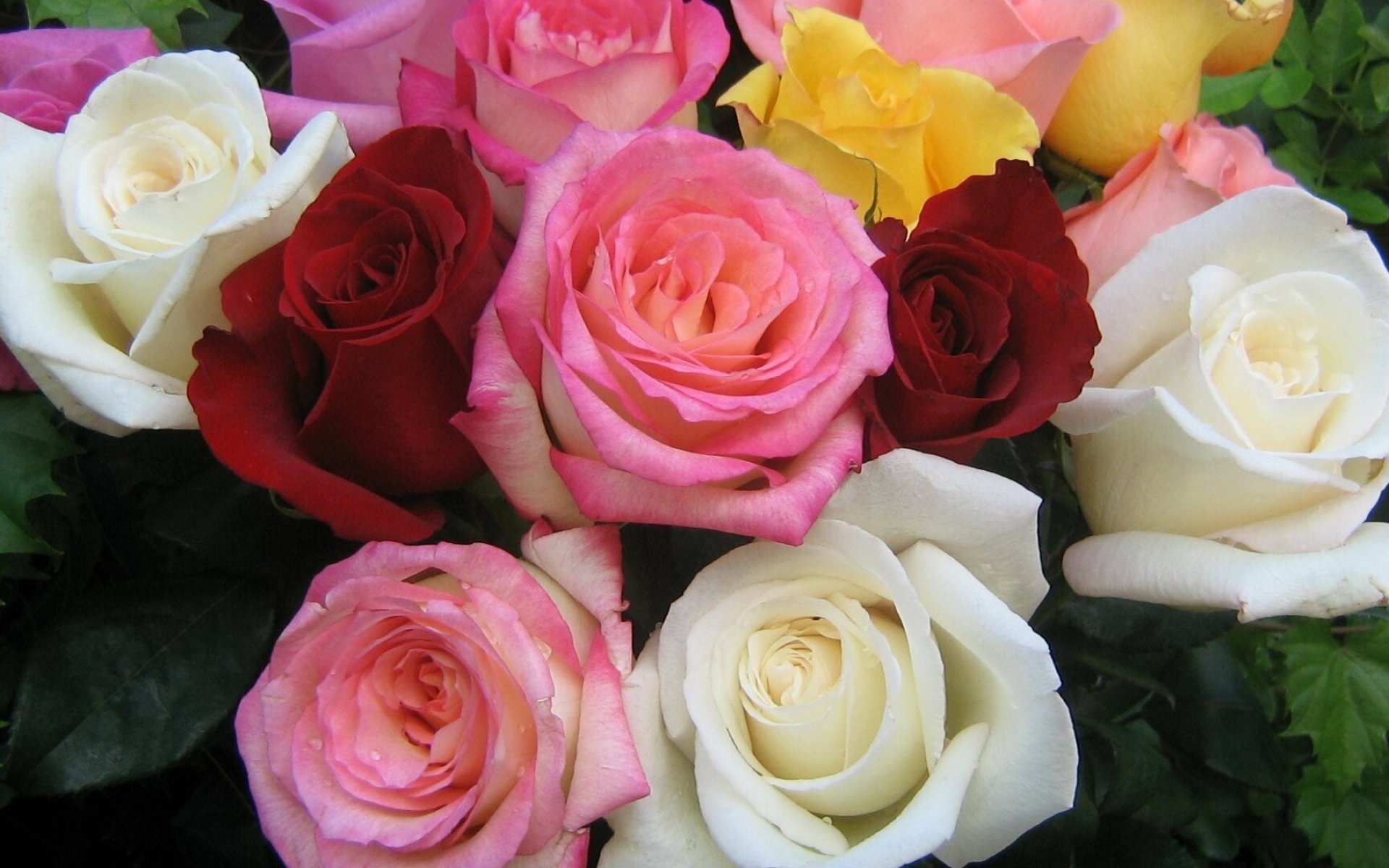 rose ensemble beautiful blooms stunning wallpaper elegant arrangement hd desktop