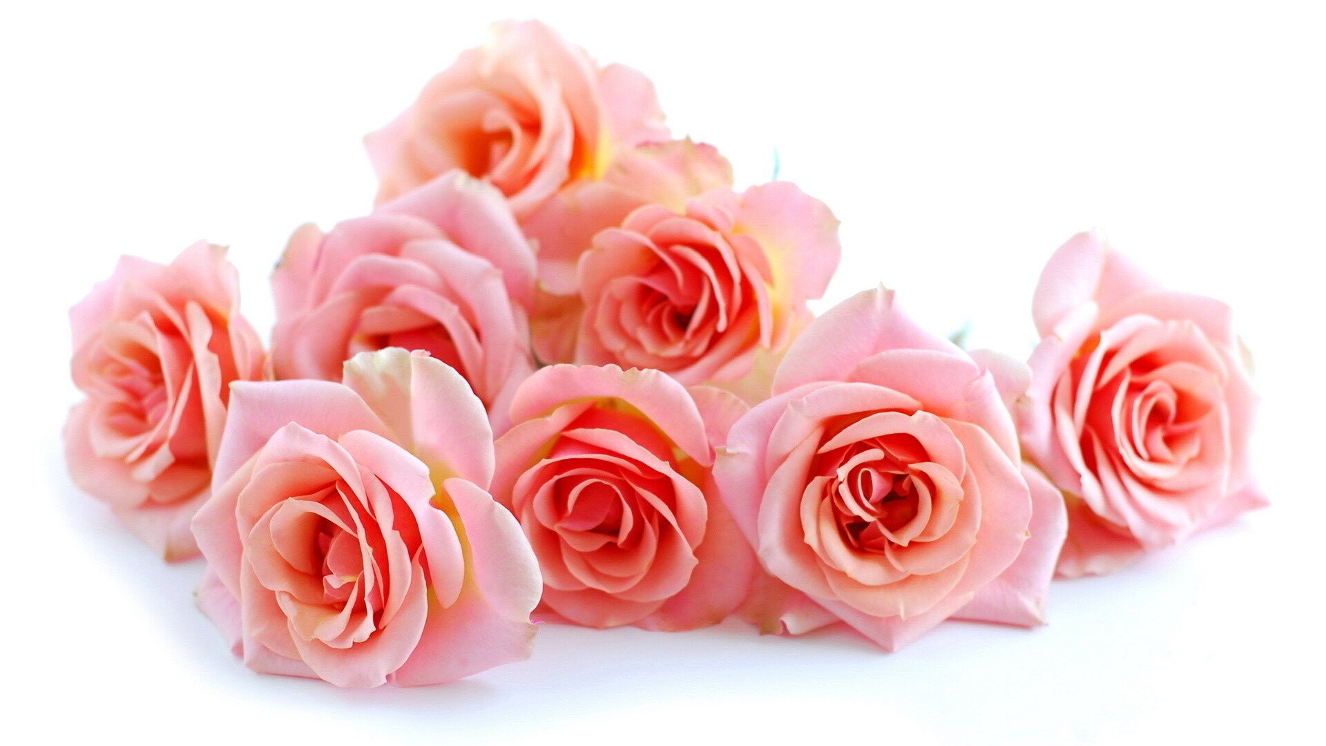 roses in bloom blooming beauty stunning bouquet desktop and mobile backgrounds full hd desktop