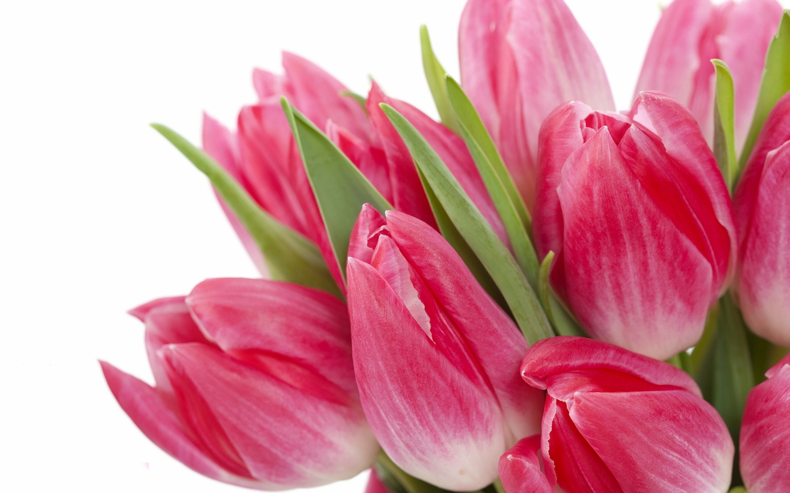 tulips flower bouquet wallpaper hd desktop